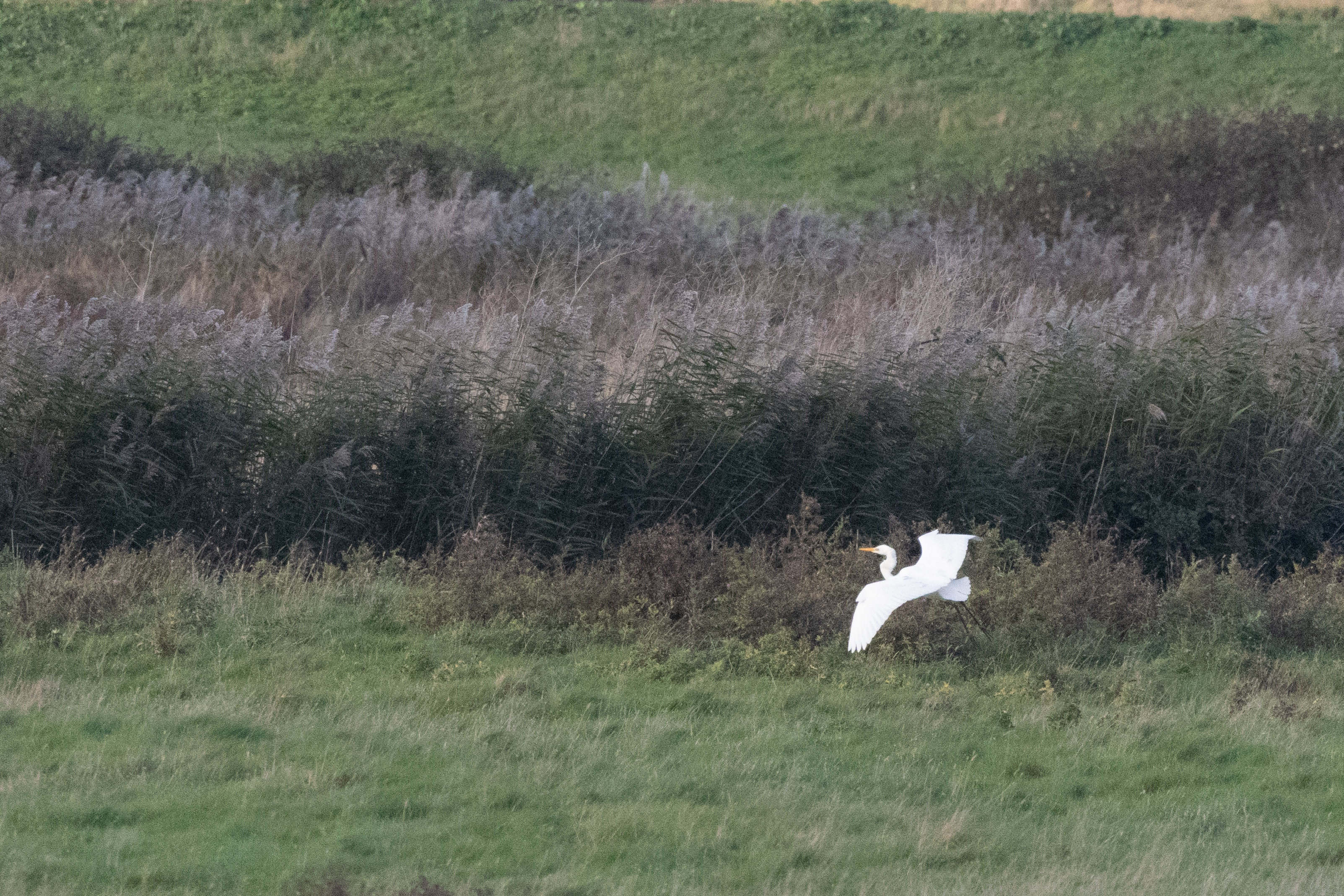 Great White Egret - 06-11-2023