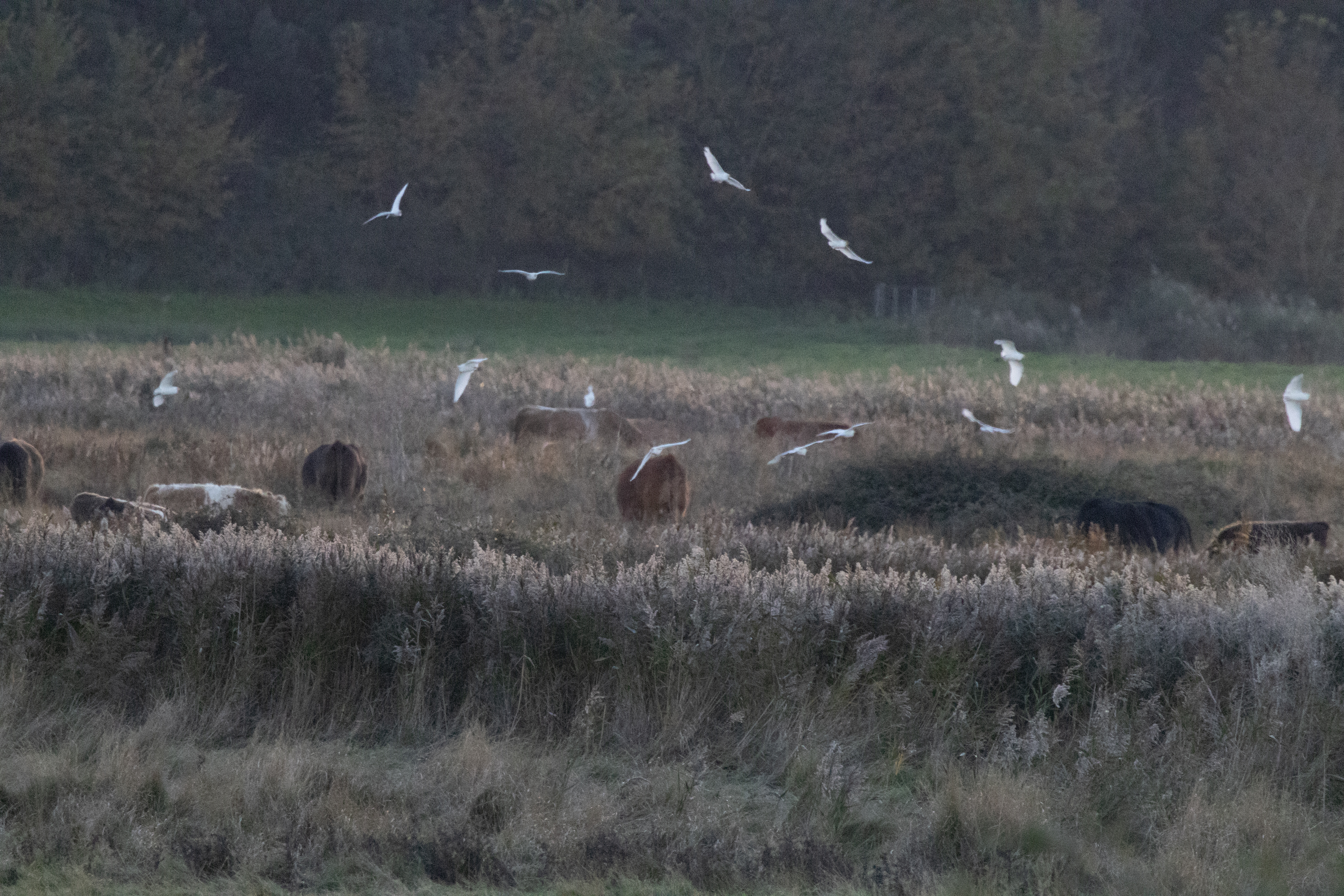 Cattle Egret - 06-11-2023