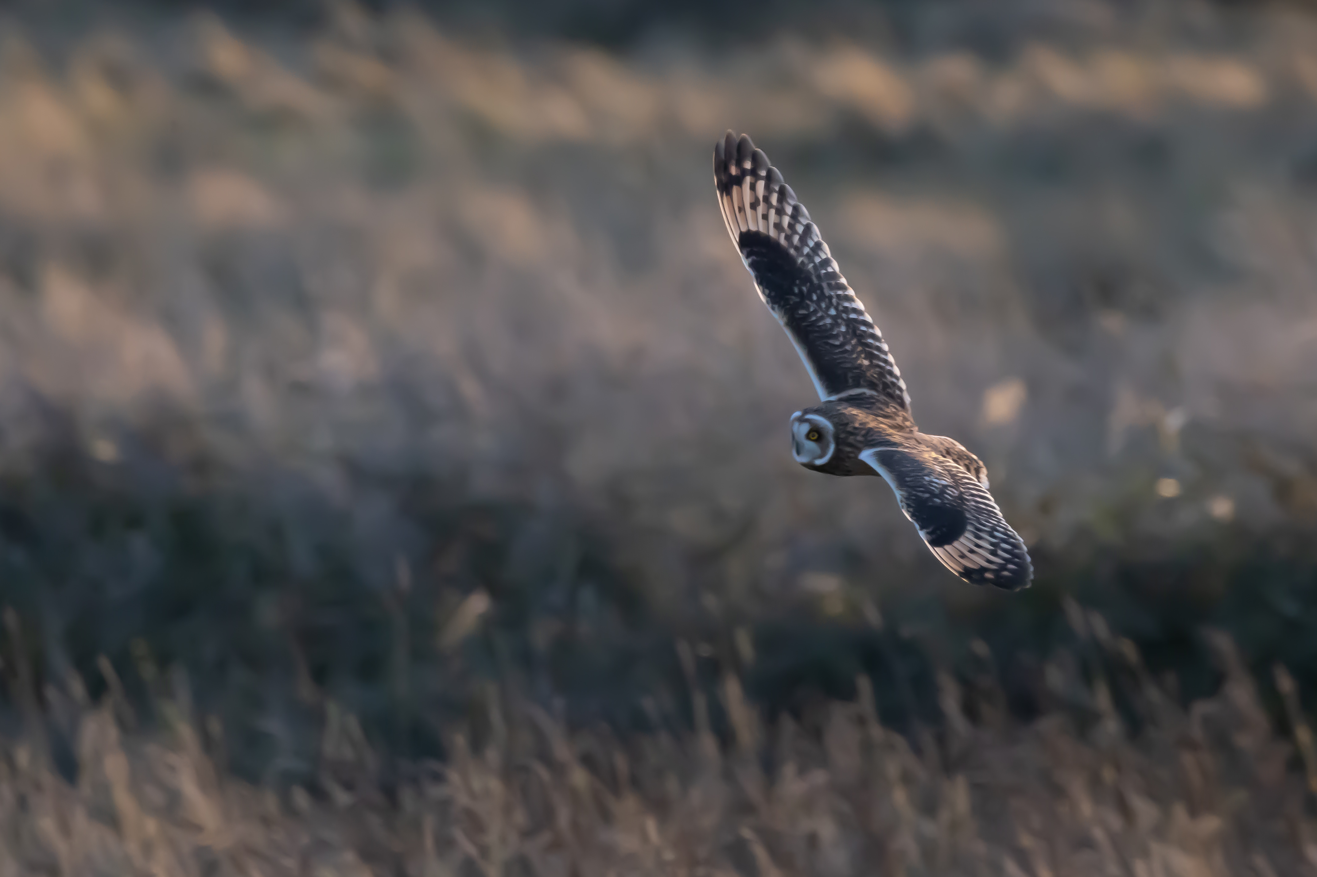 Short-eared Owl - 06-11-2023