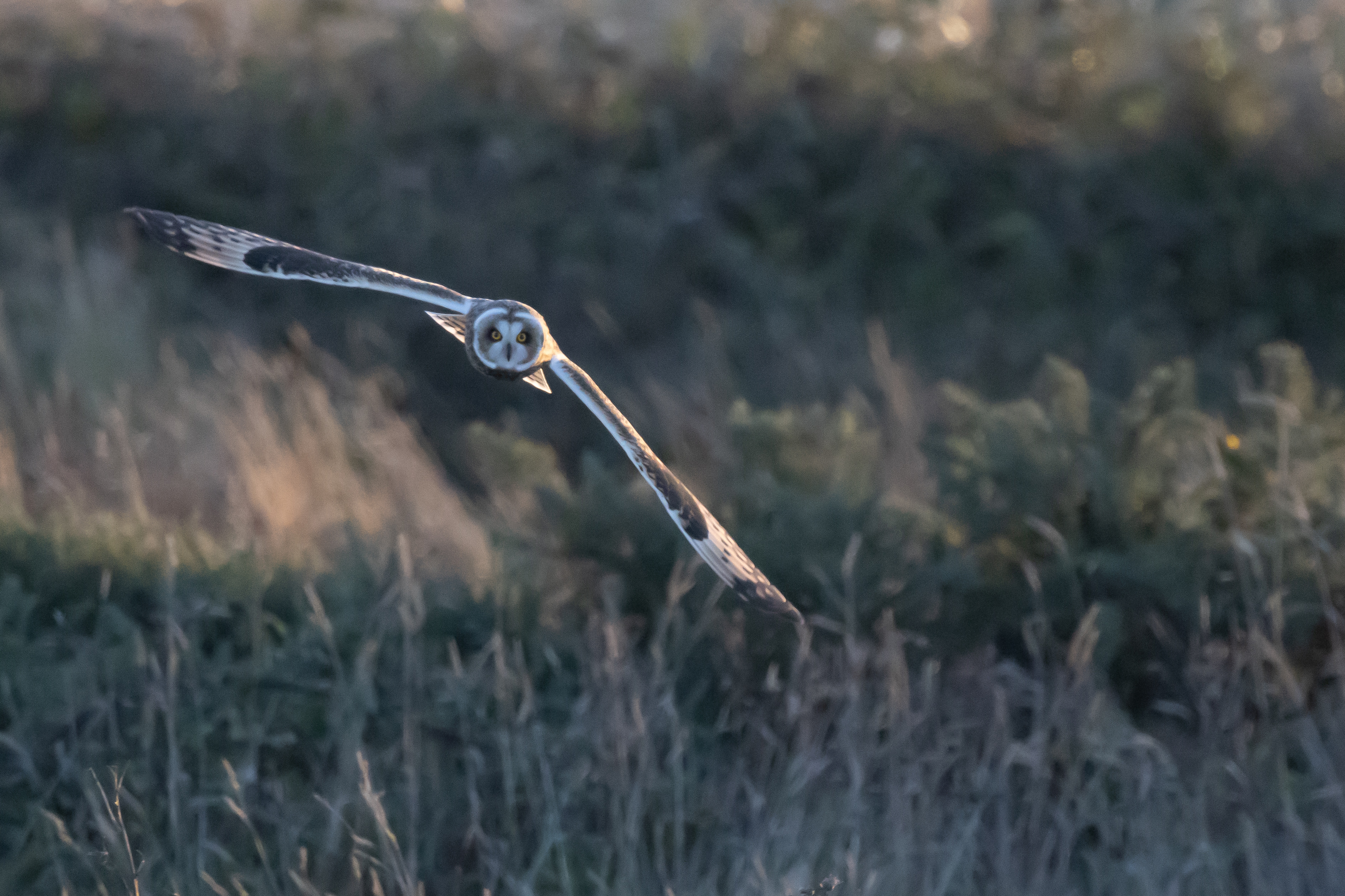 Short-eared Owl - 06-11-2023