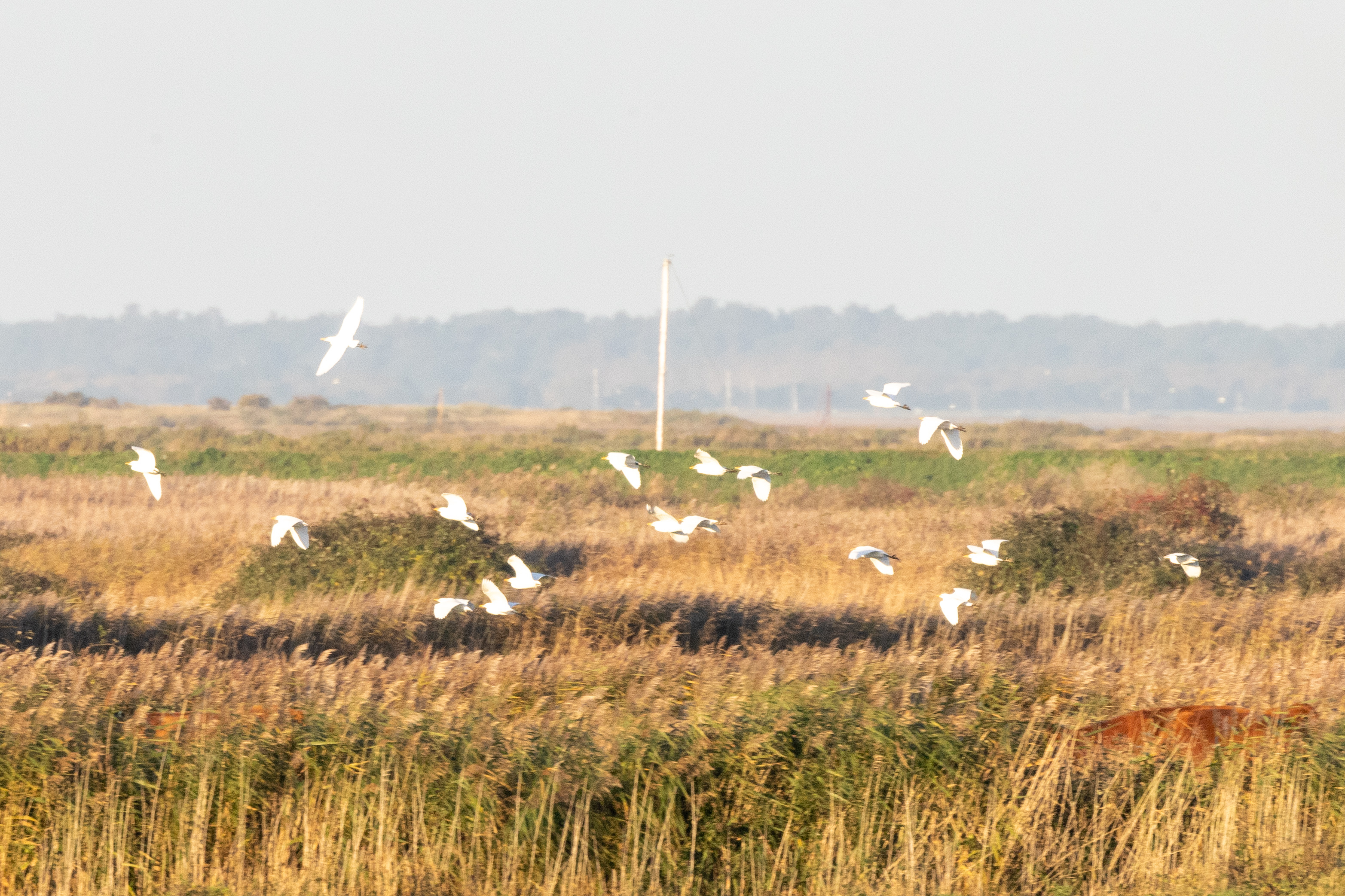 Cattle Egret - 07-11-2023