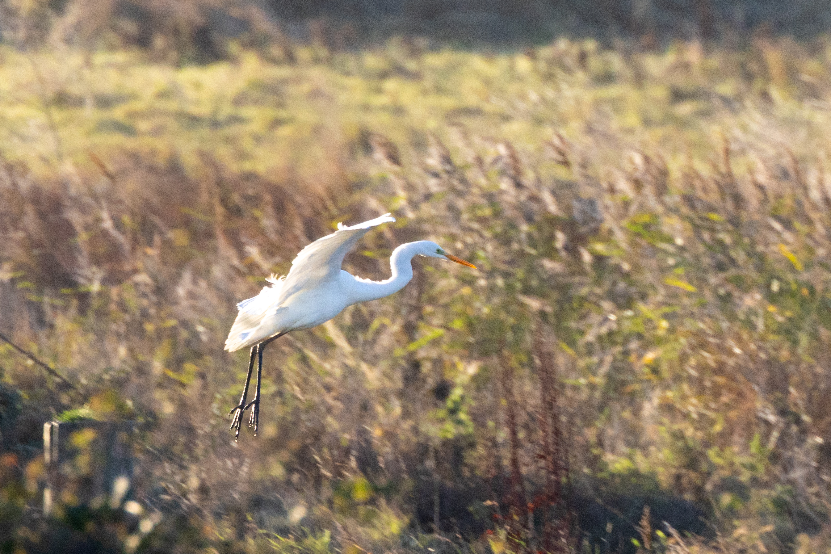 Great White Egret - 07-11-2023