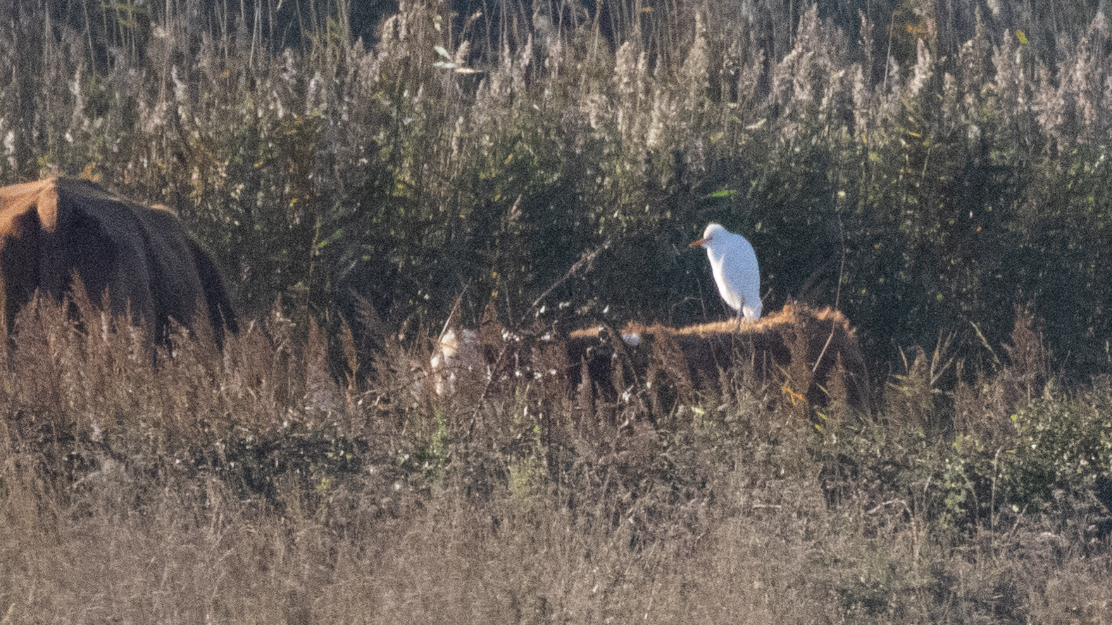 Cattle Egret - 07-11-2023