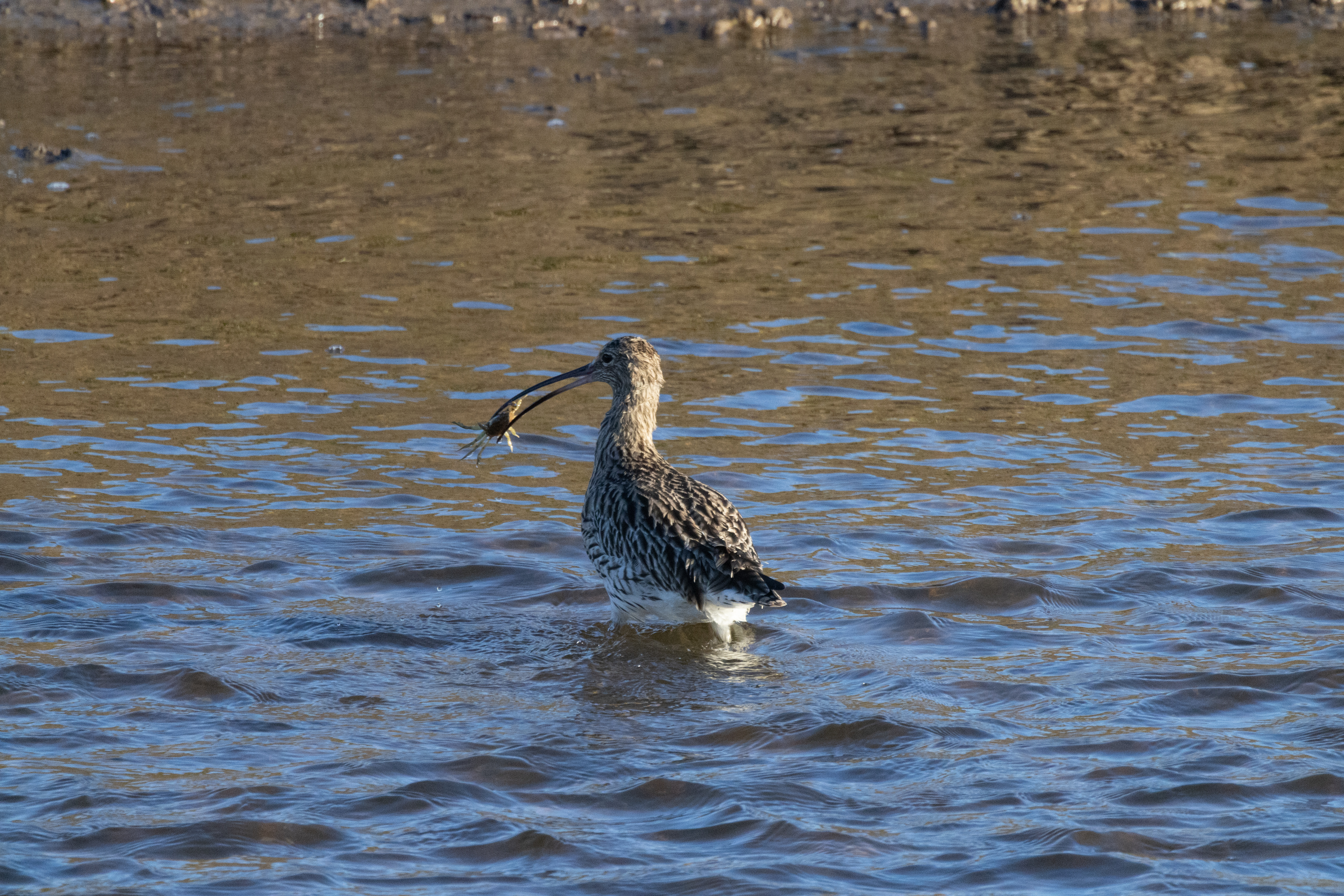 Curlew - 07-11-2023