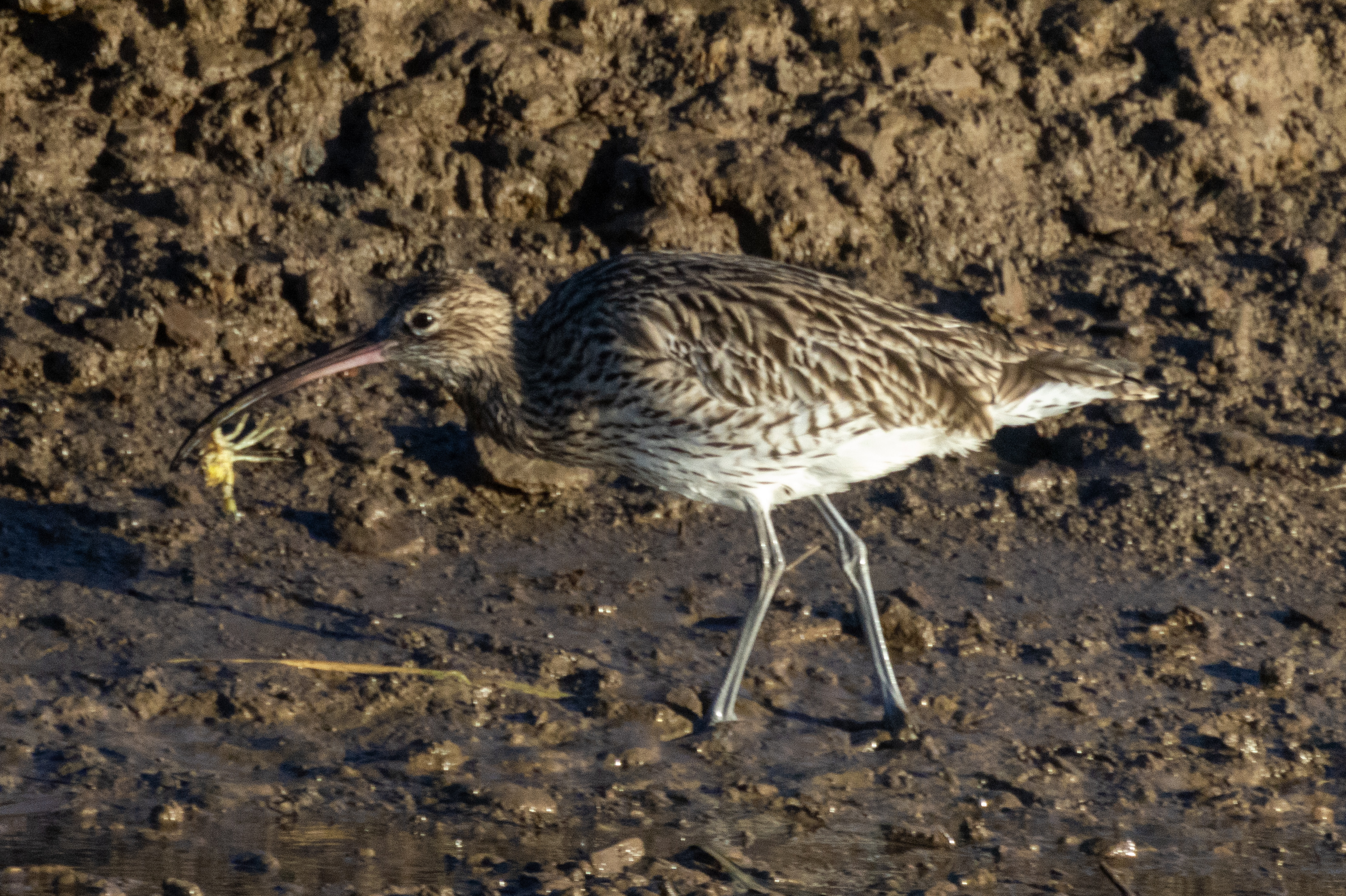 Curlew - 07-11-2023