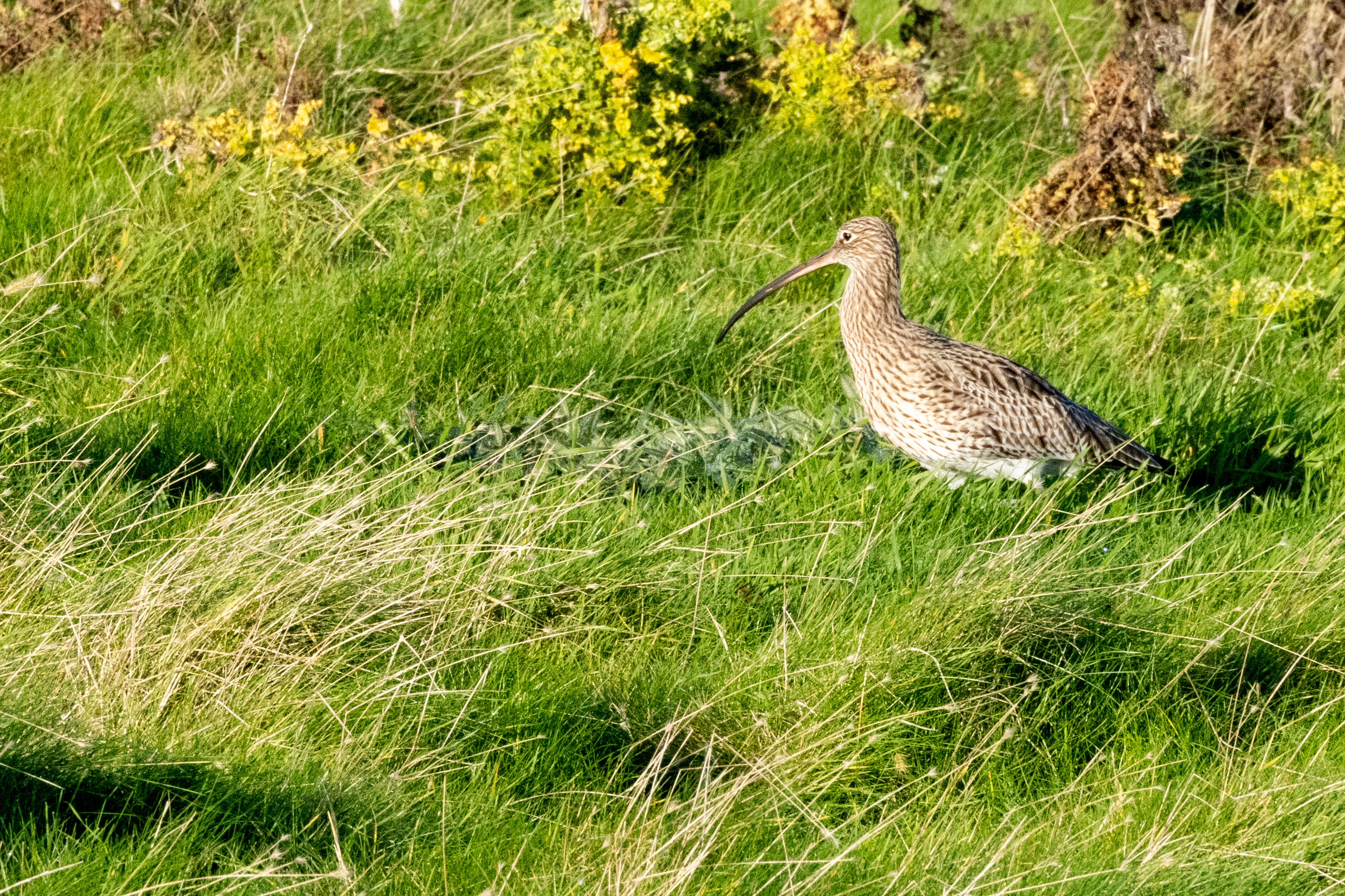 Curlew - 15-11-2023