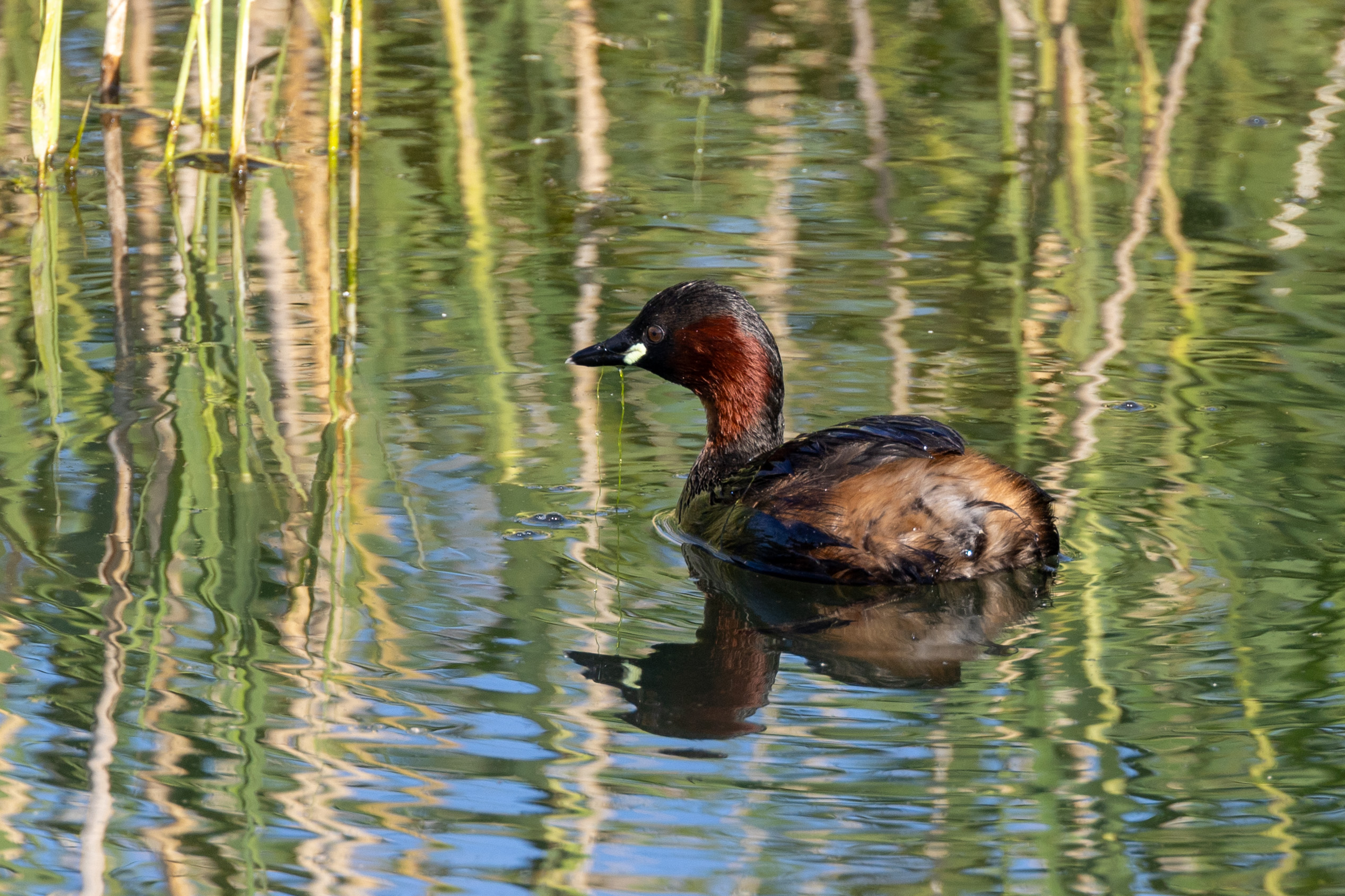 Little Grebe - 21-06-2023