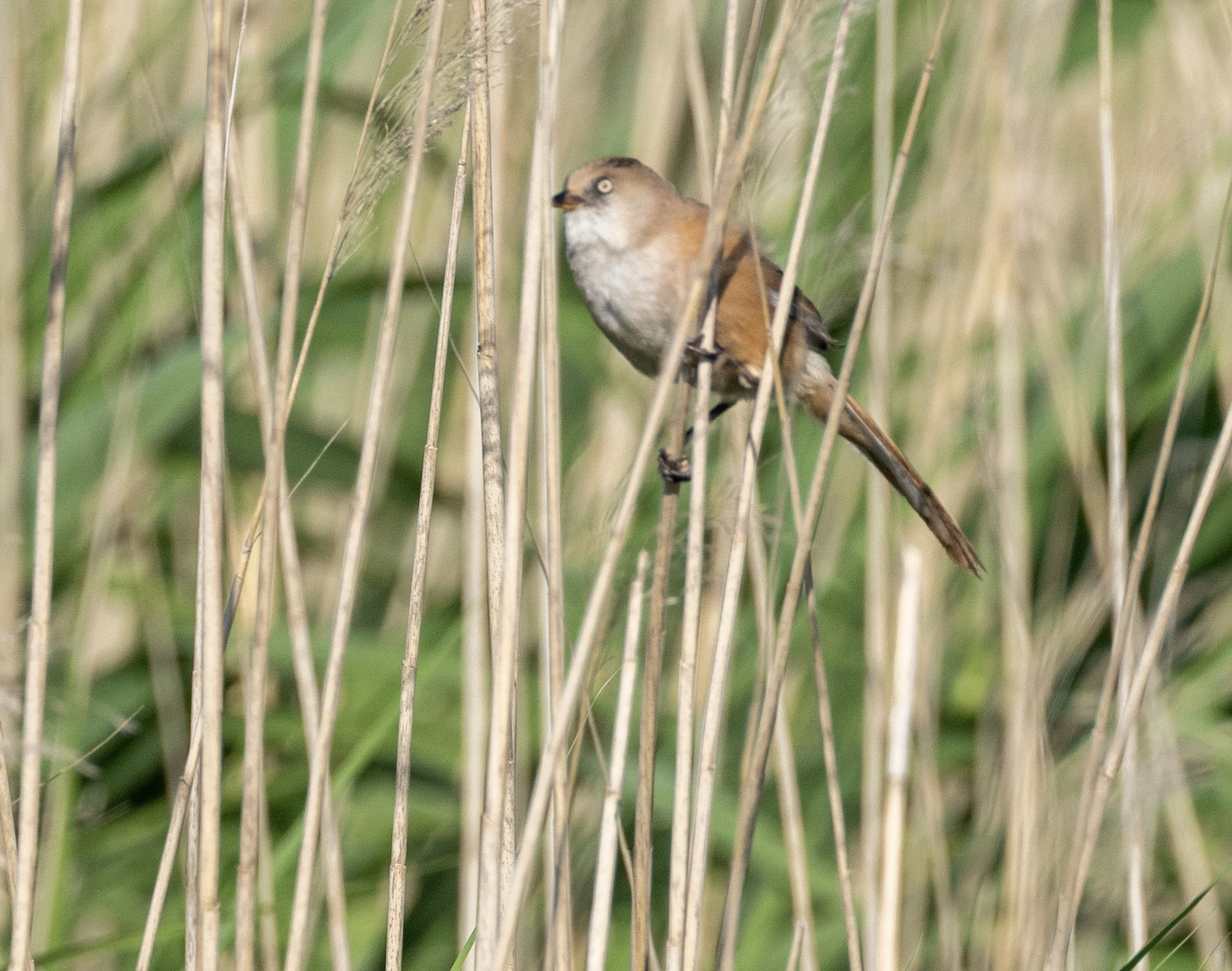 Bearded Tit - 21-06-2023