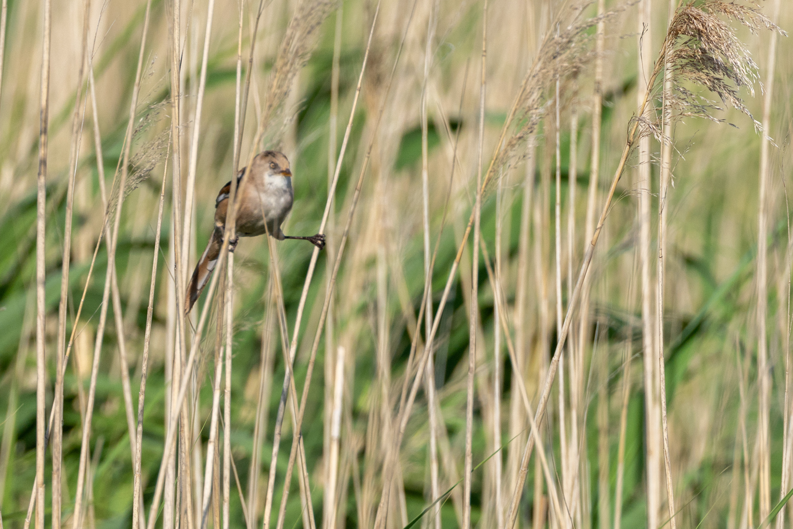 Bearded Tit - 21-06-2023