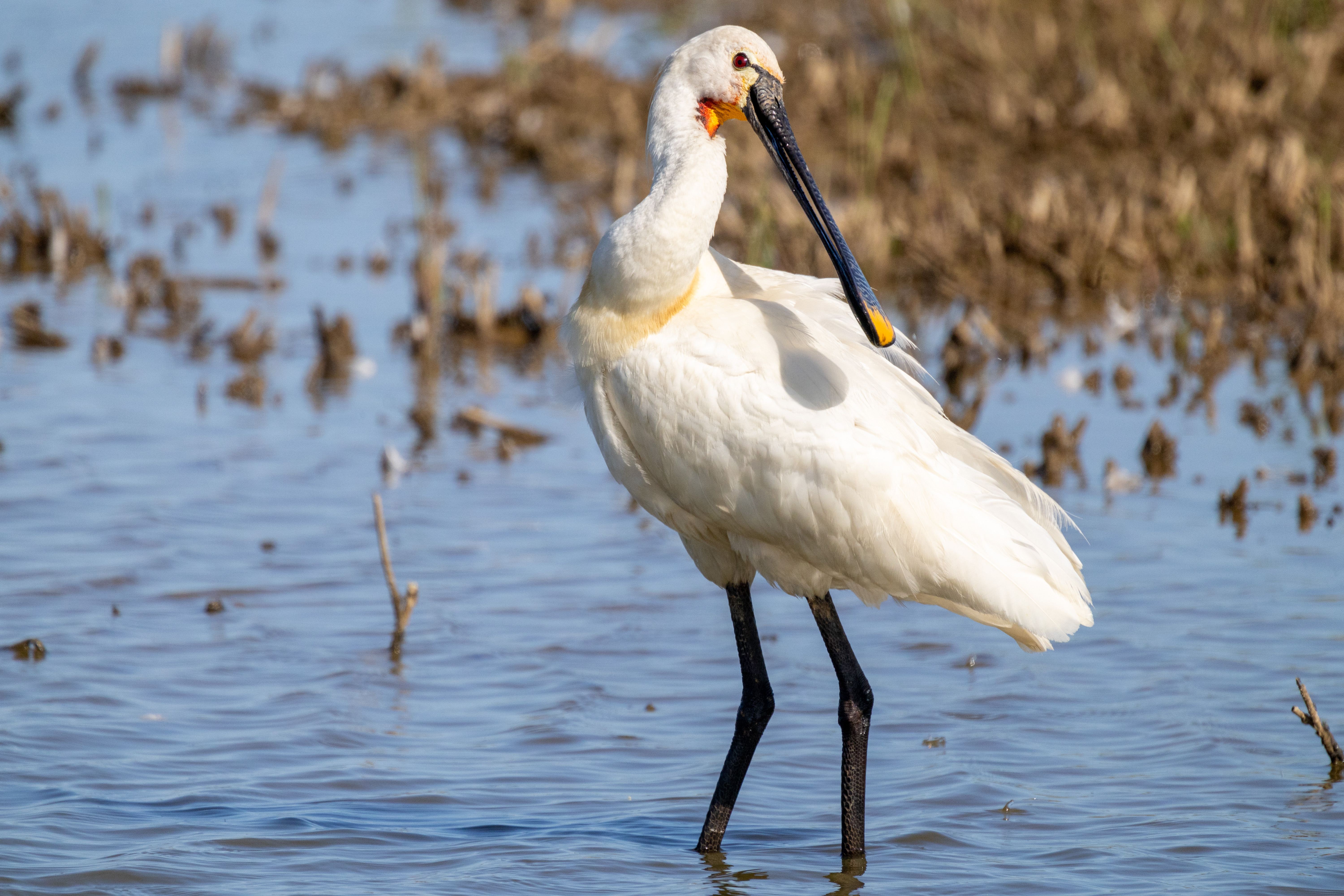 Spoonbill - 21-06-2023