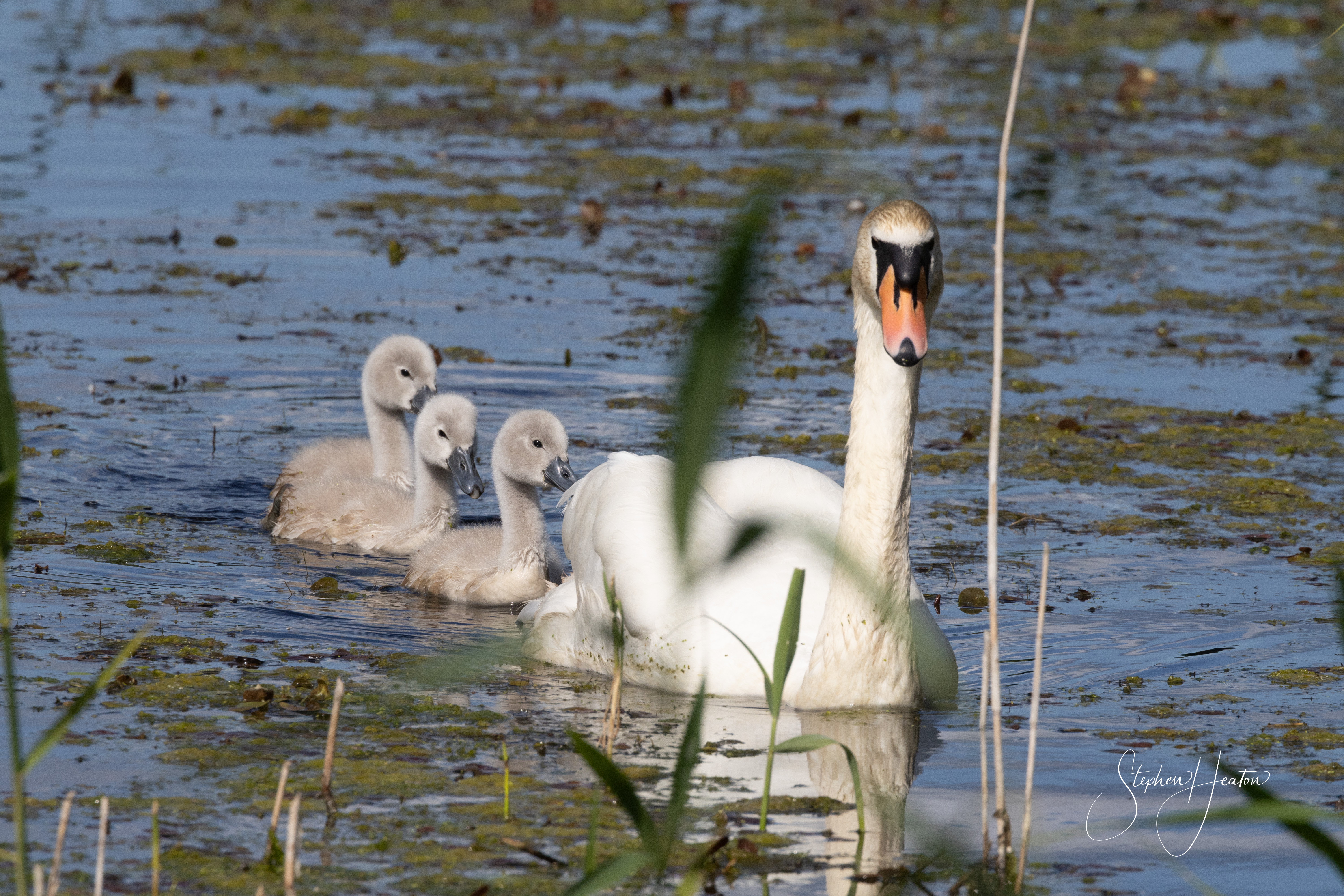 Mute Swan - 21-06-2023