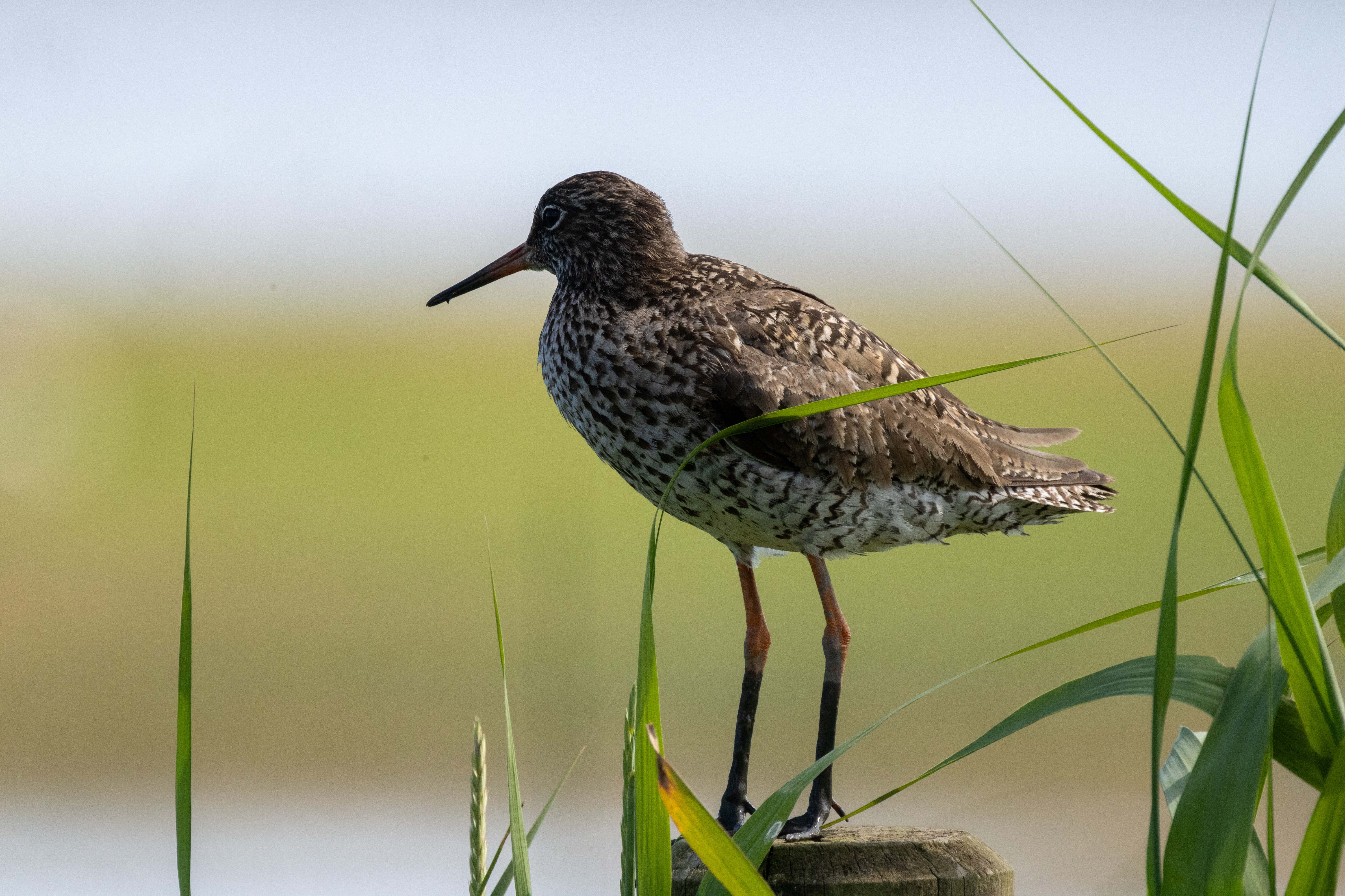 Redshank - 21-06-2023