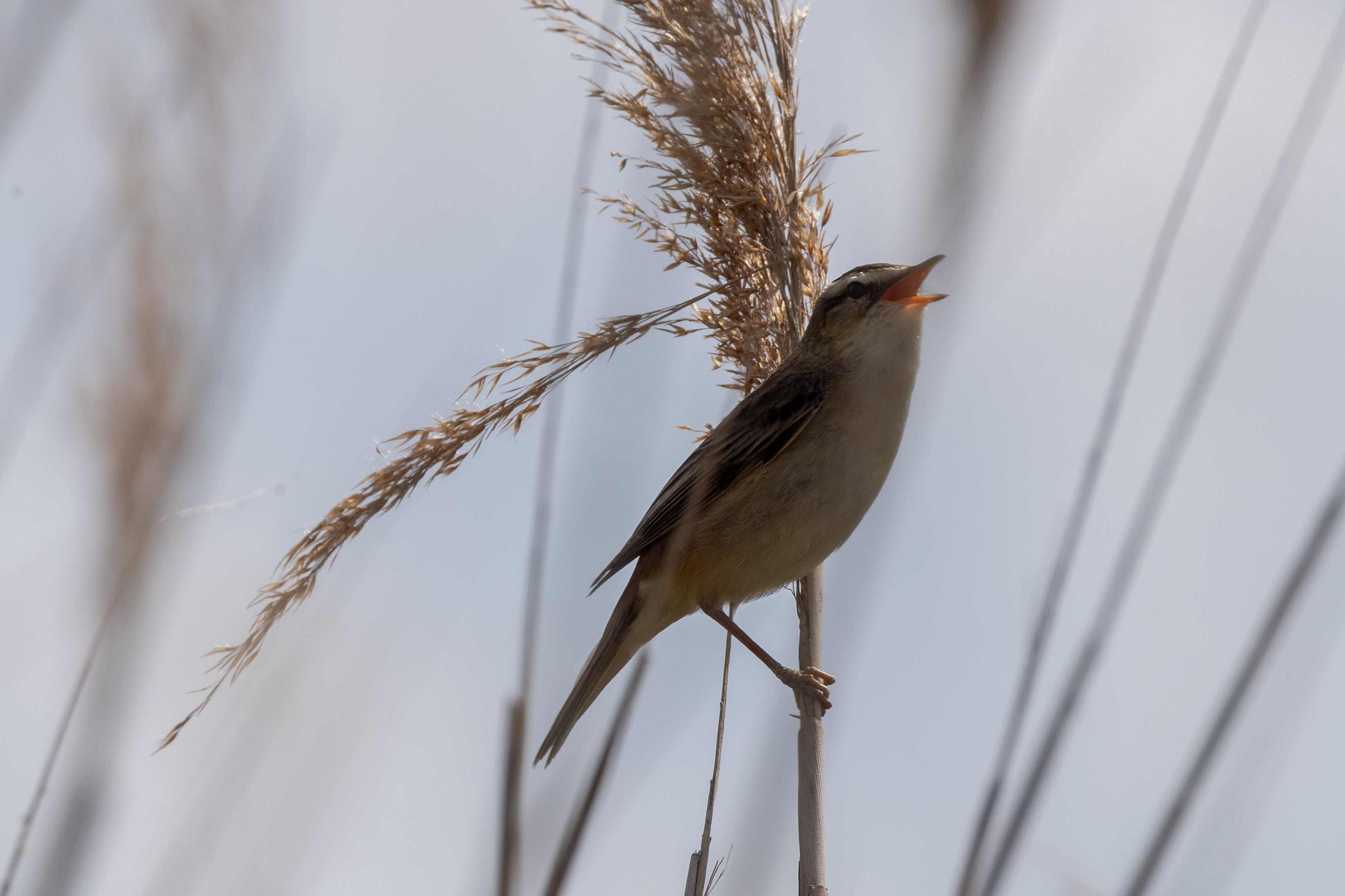 Sedge Warbler - 21-06-2023