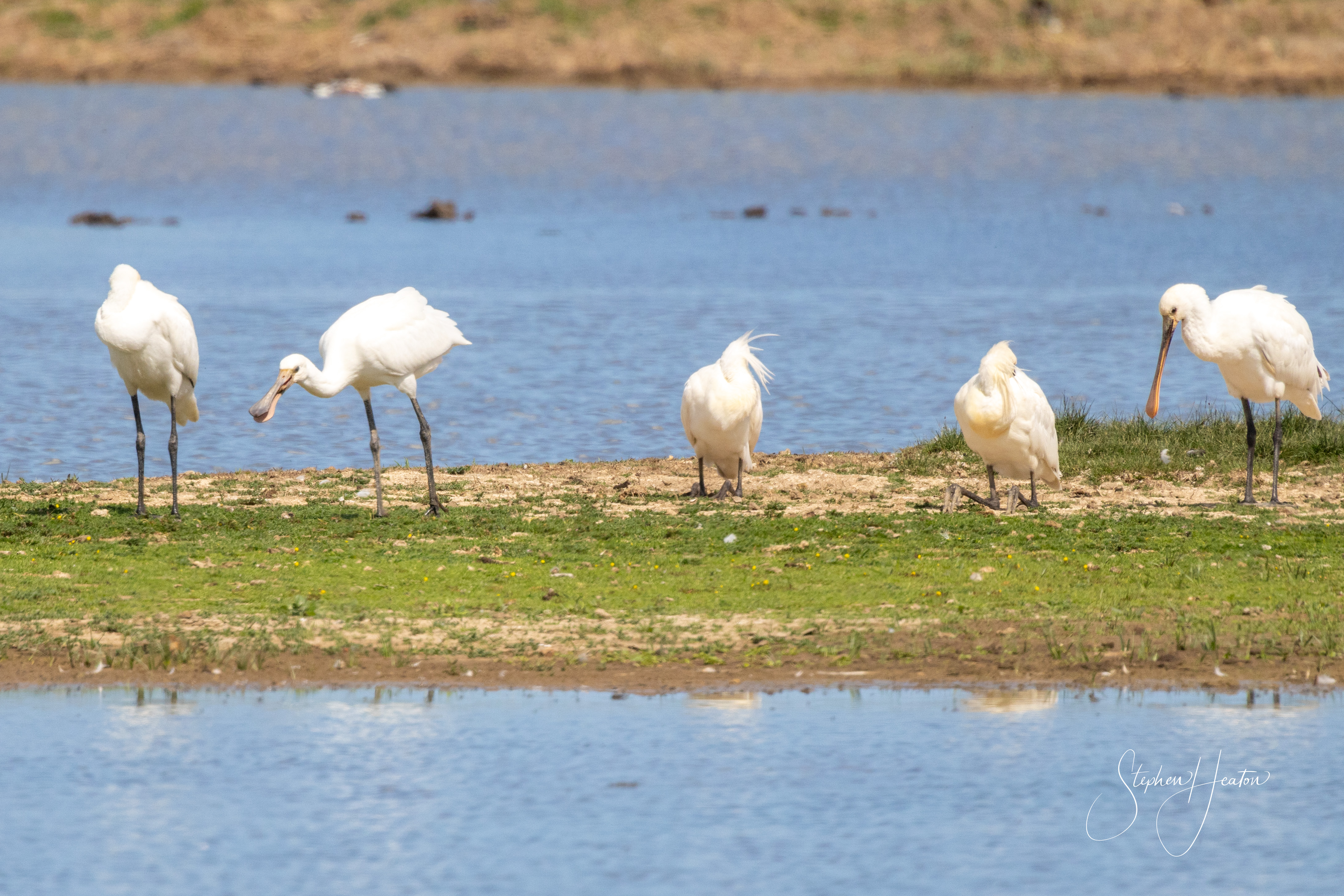 Spoonbill - 21-06-2023