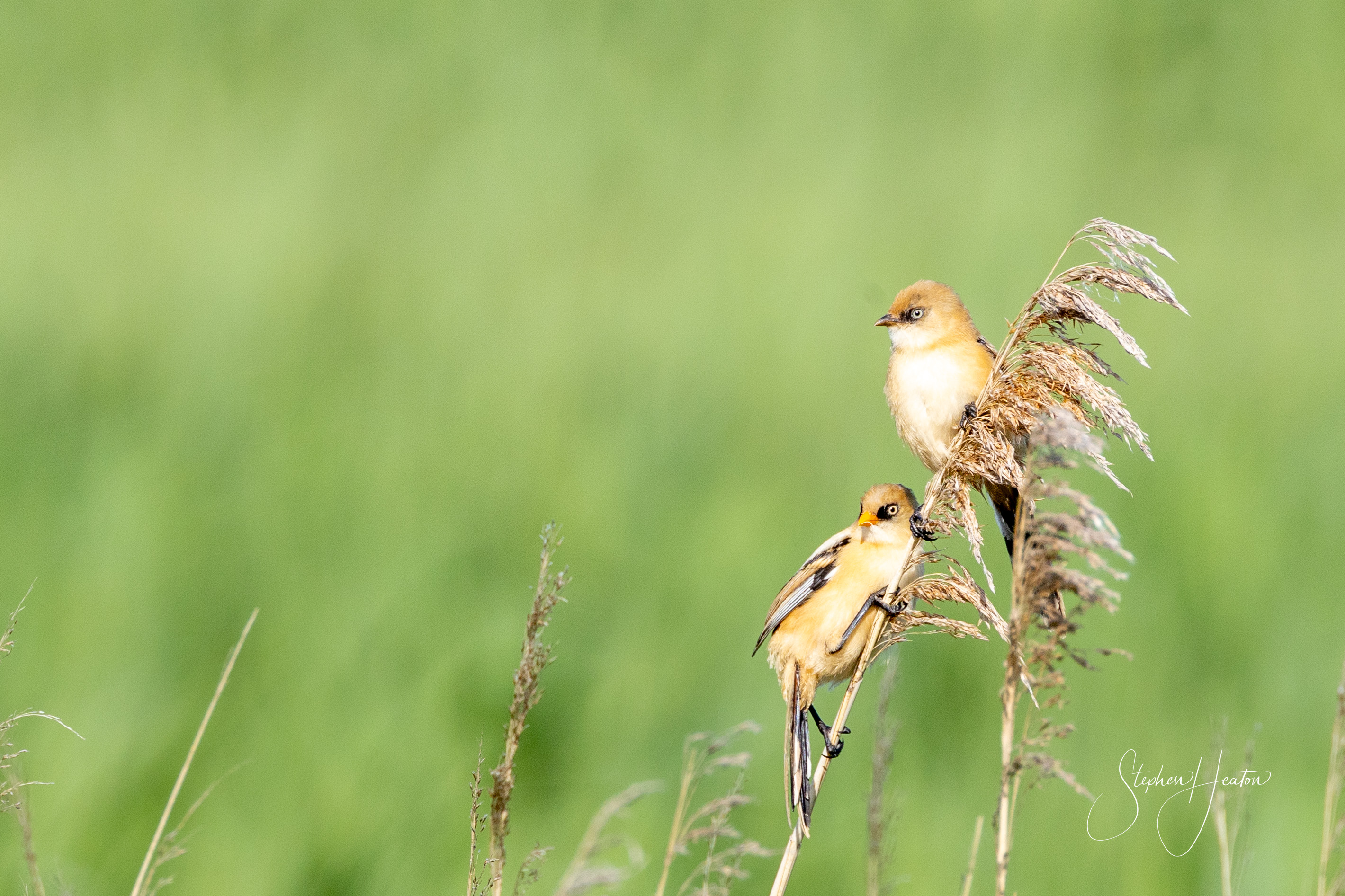 Bearded Tit - 06-07-2023