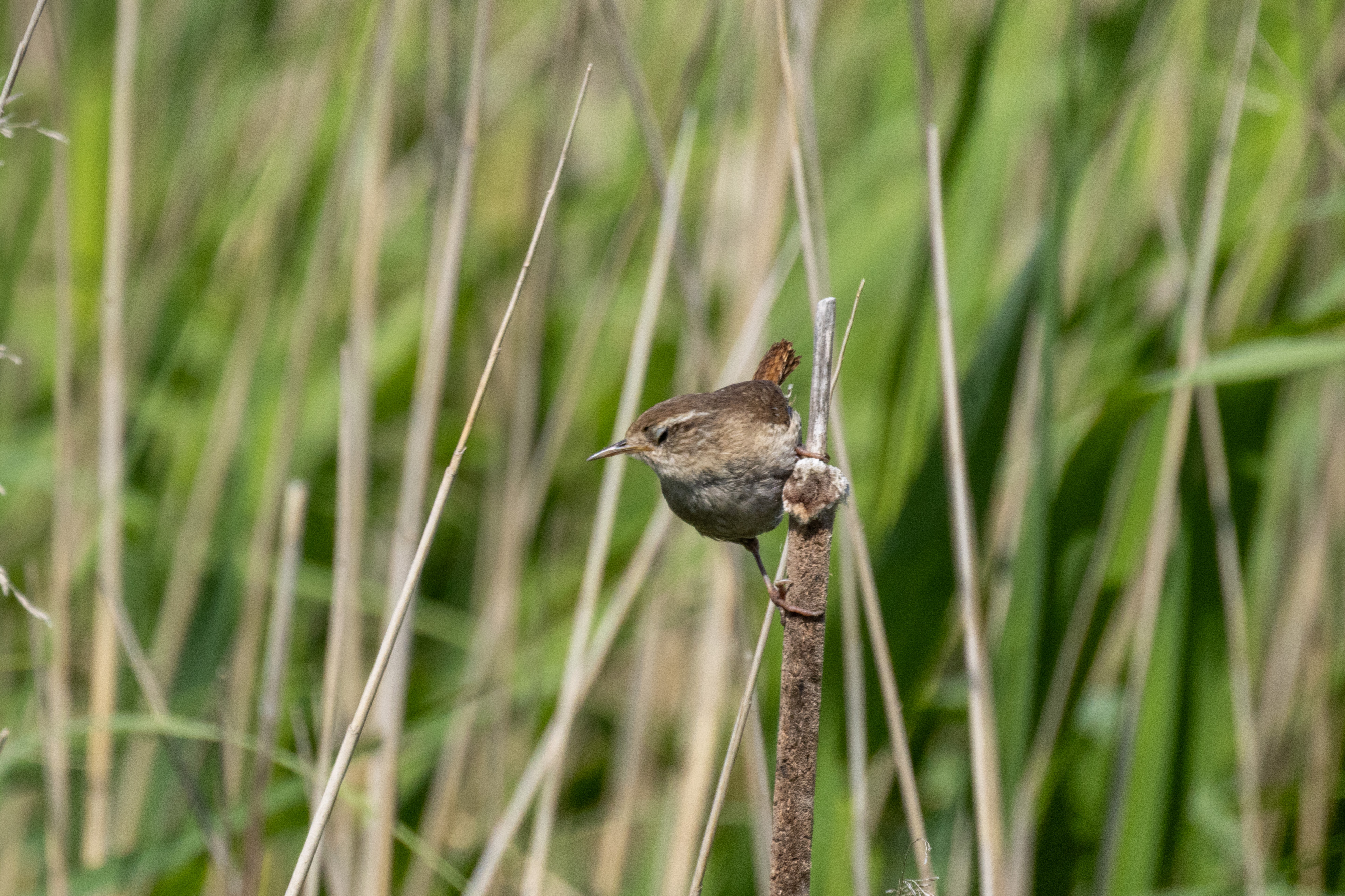 Wren - 06-07-2023