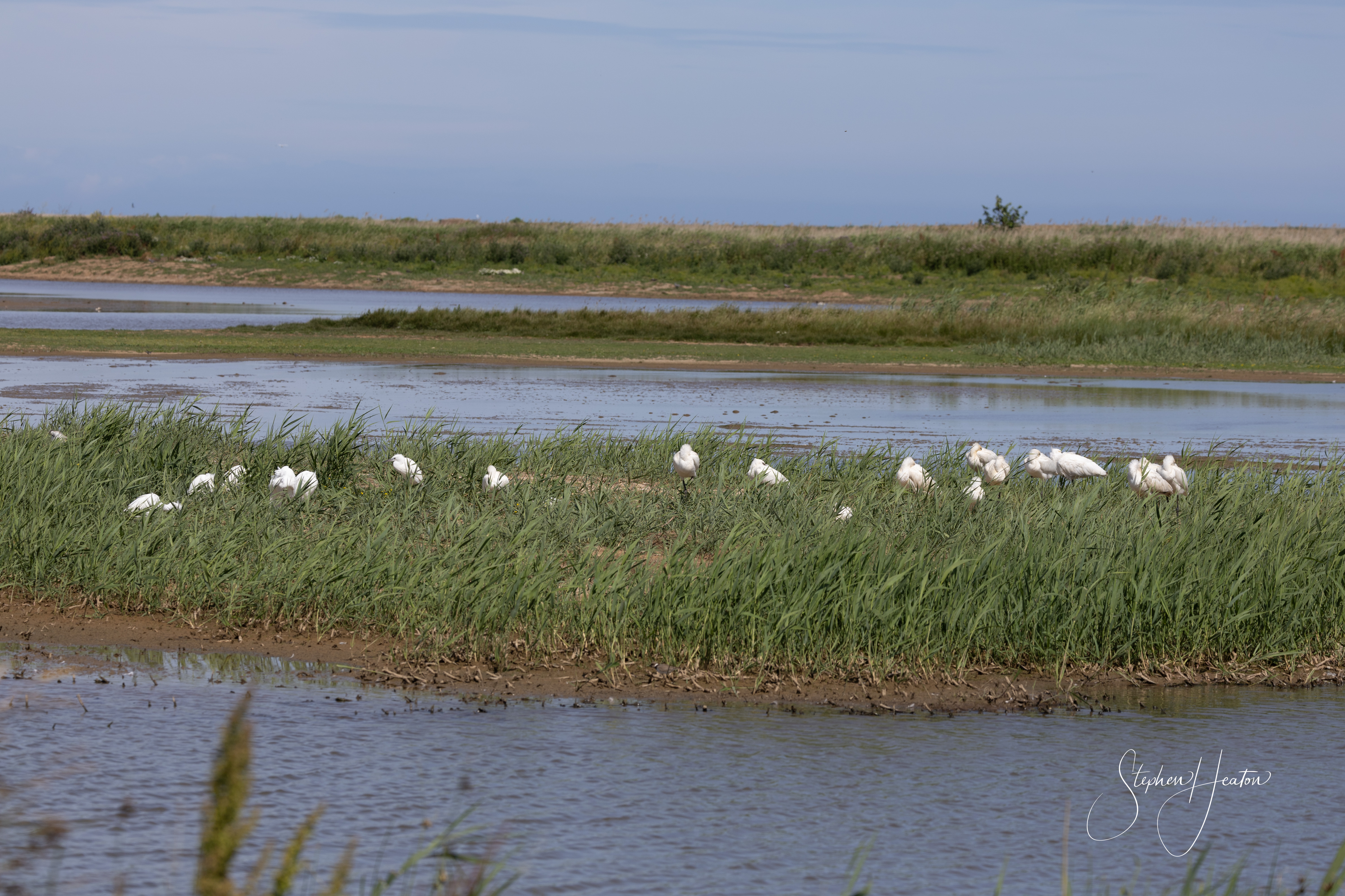 Spoonbill - 06-07-2023