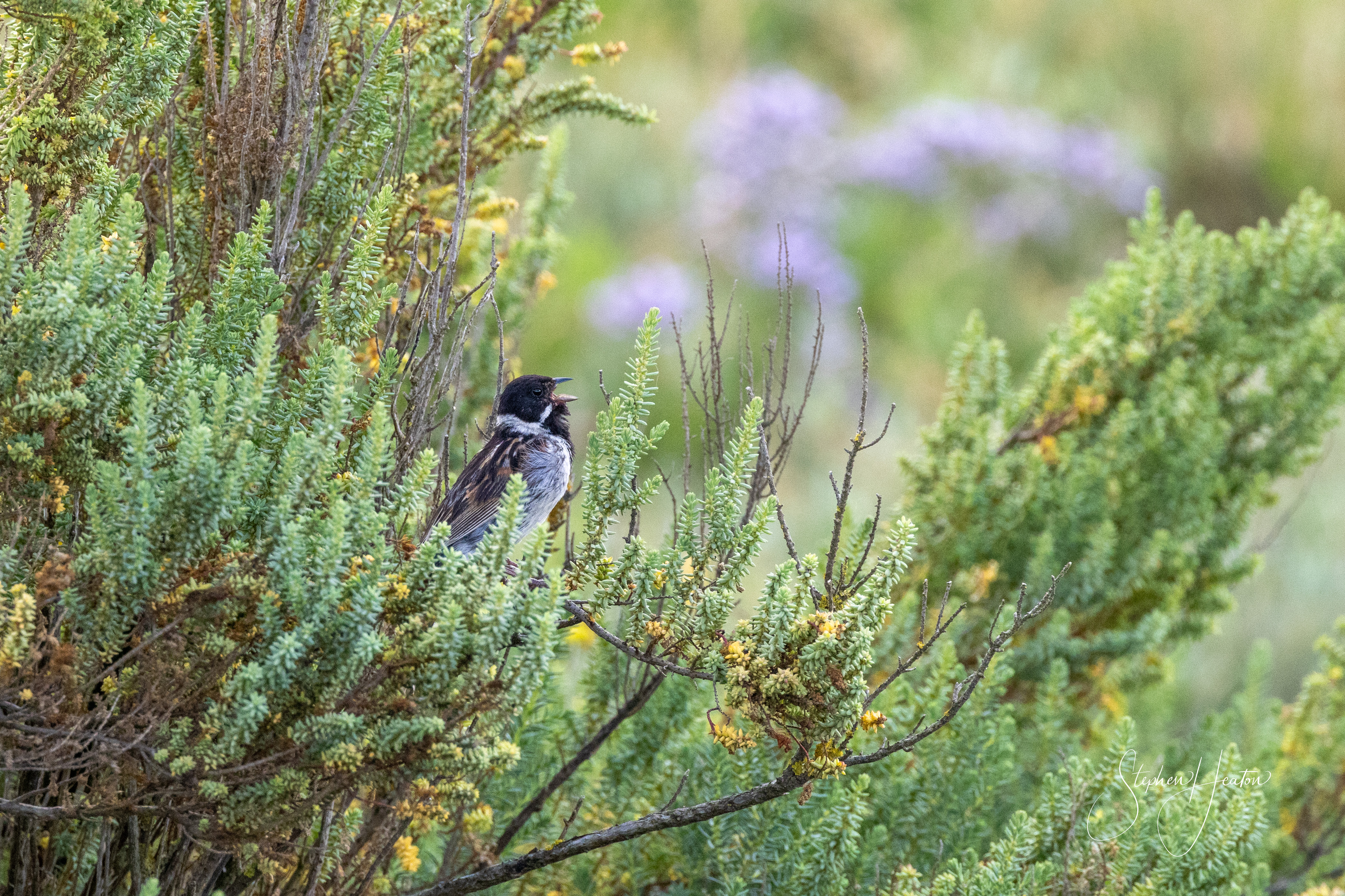 Reed Bunting - 12-07-2023