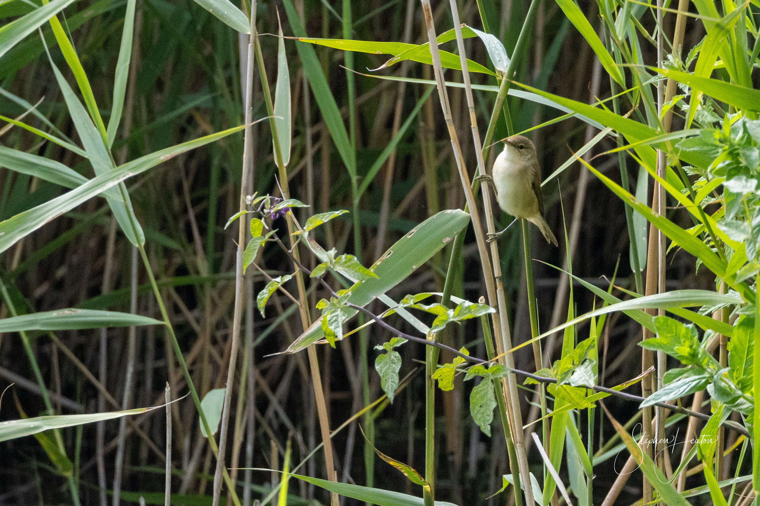 Reed Warbler - 12-07-2023