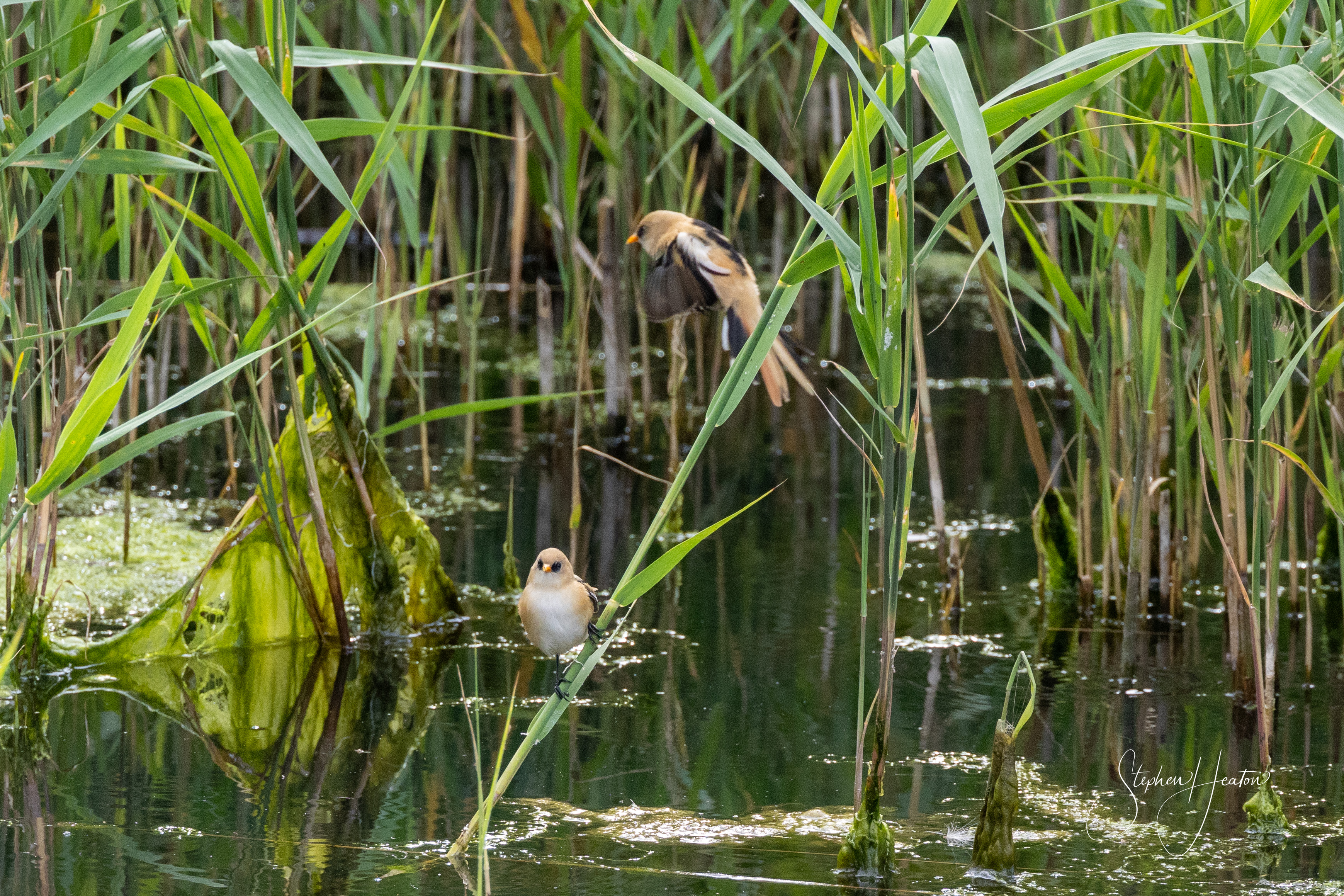 Bearded Tit - 12-07-2023