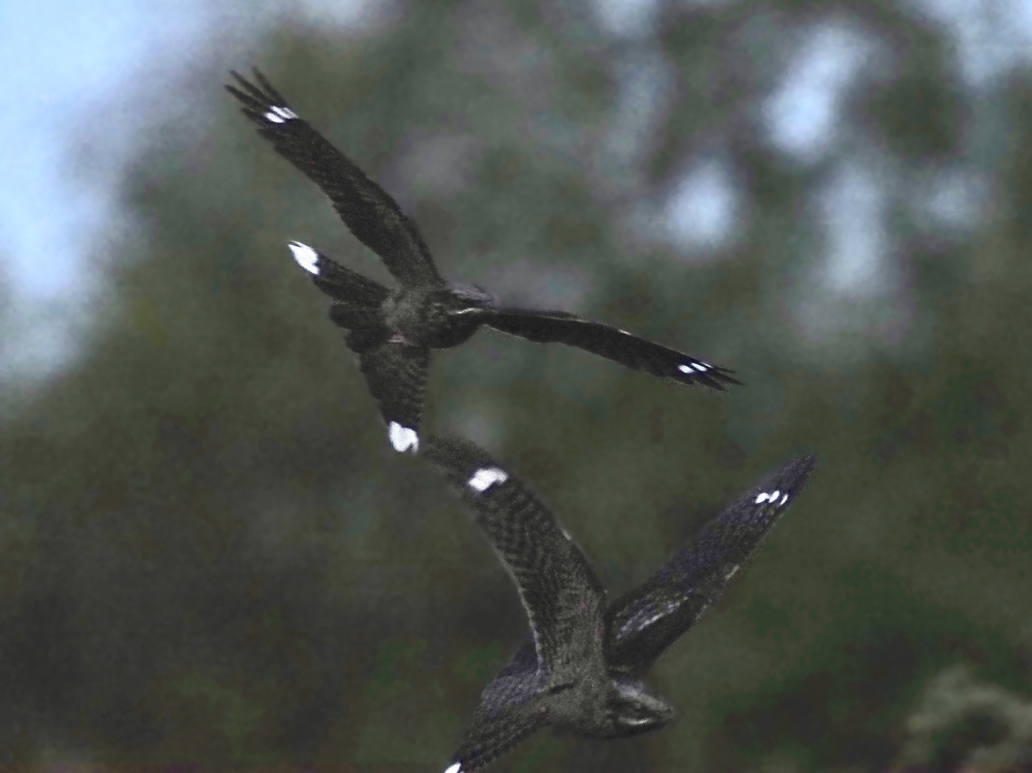 Nightjar - 01-06-2021