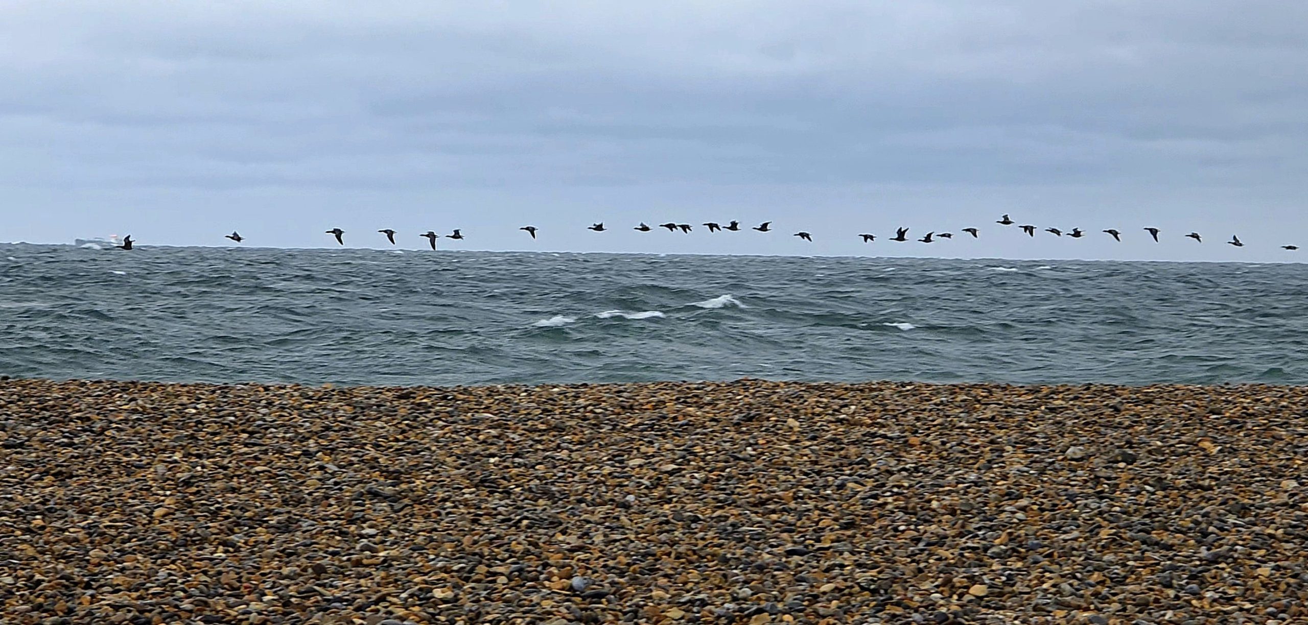 Dark-bellied Brent Goose - 07-10-2026