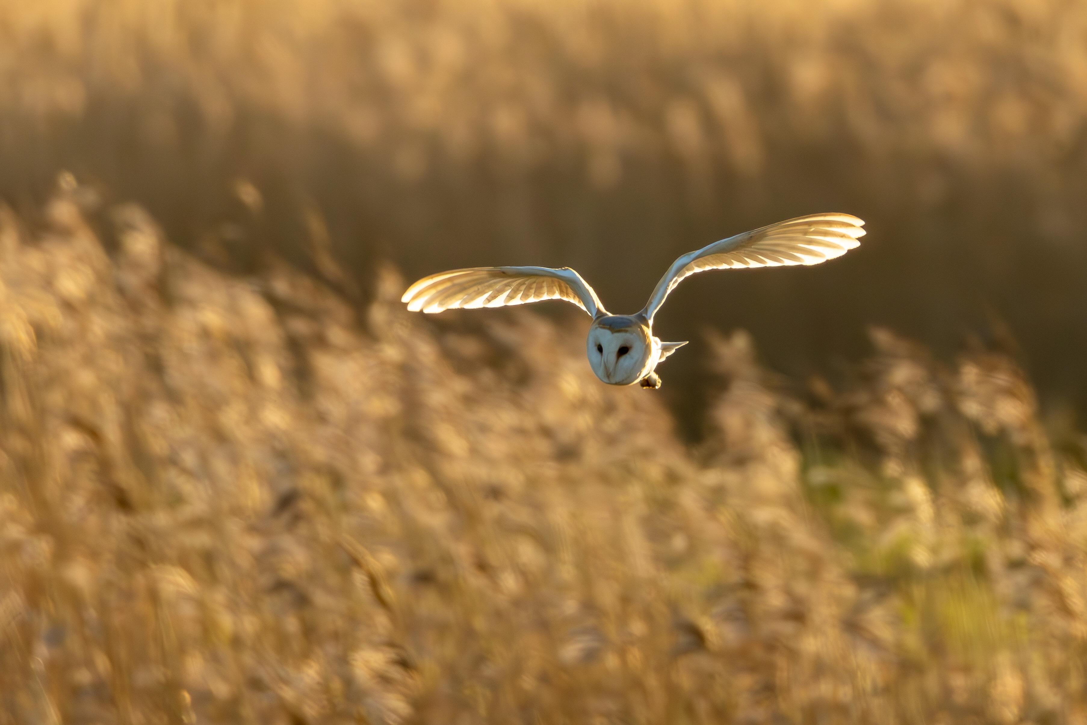 Barn Owl - 30-01-2025