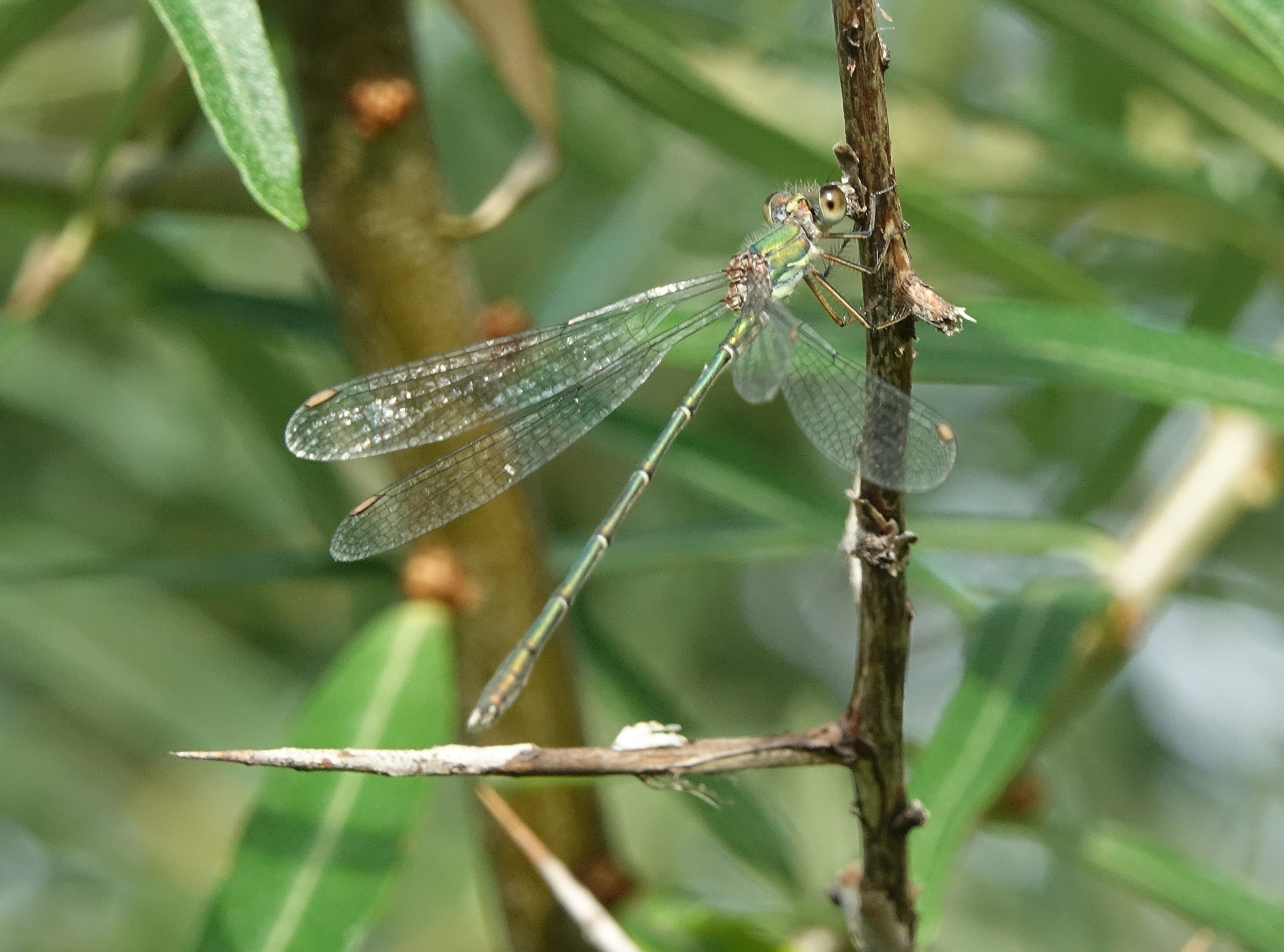 Willow Emerald Damselfly - 09-09-2021