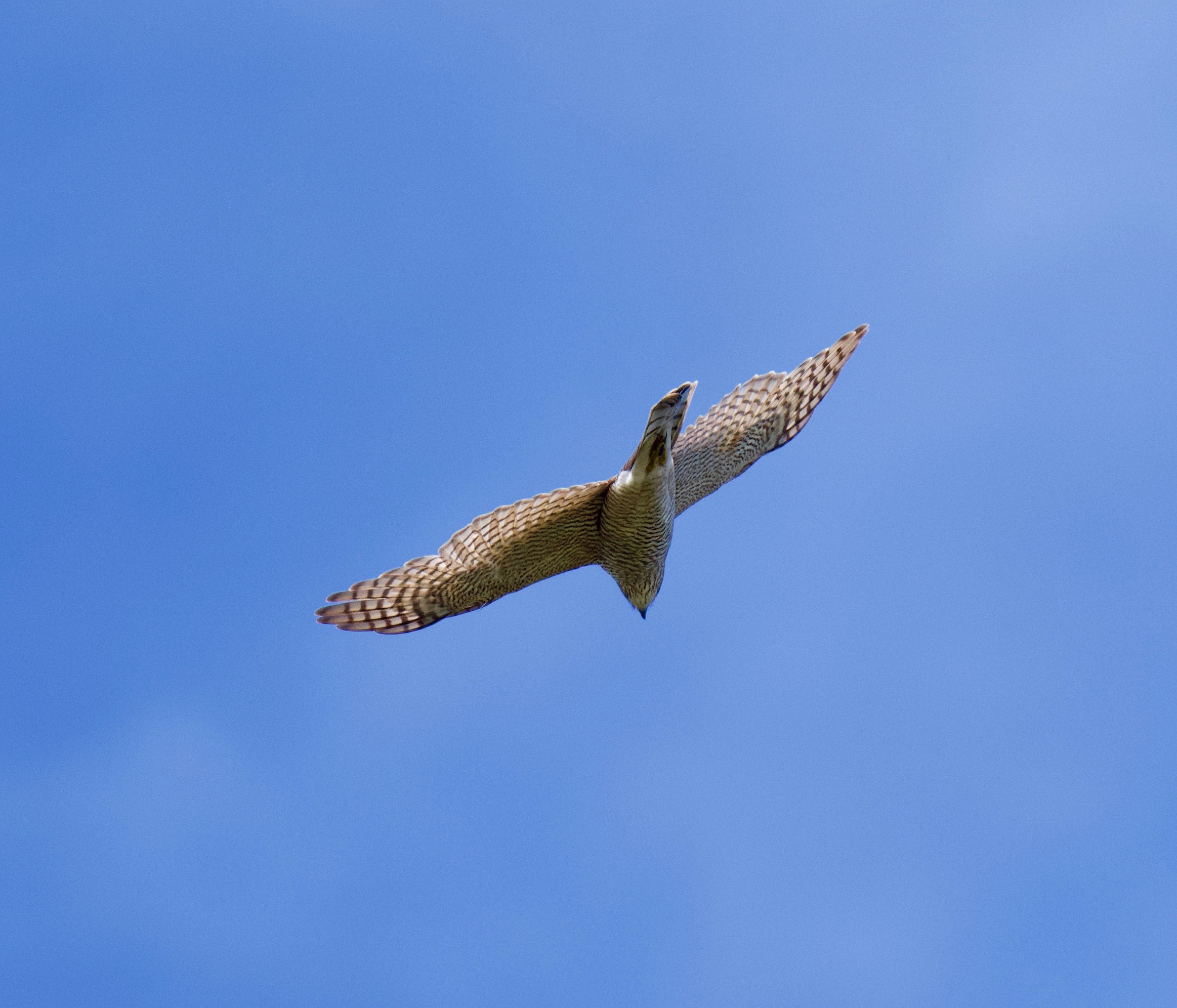 Sparrowhawk - 09-05-2023