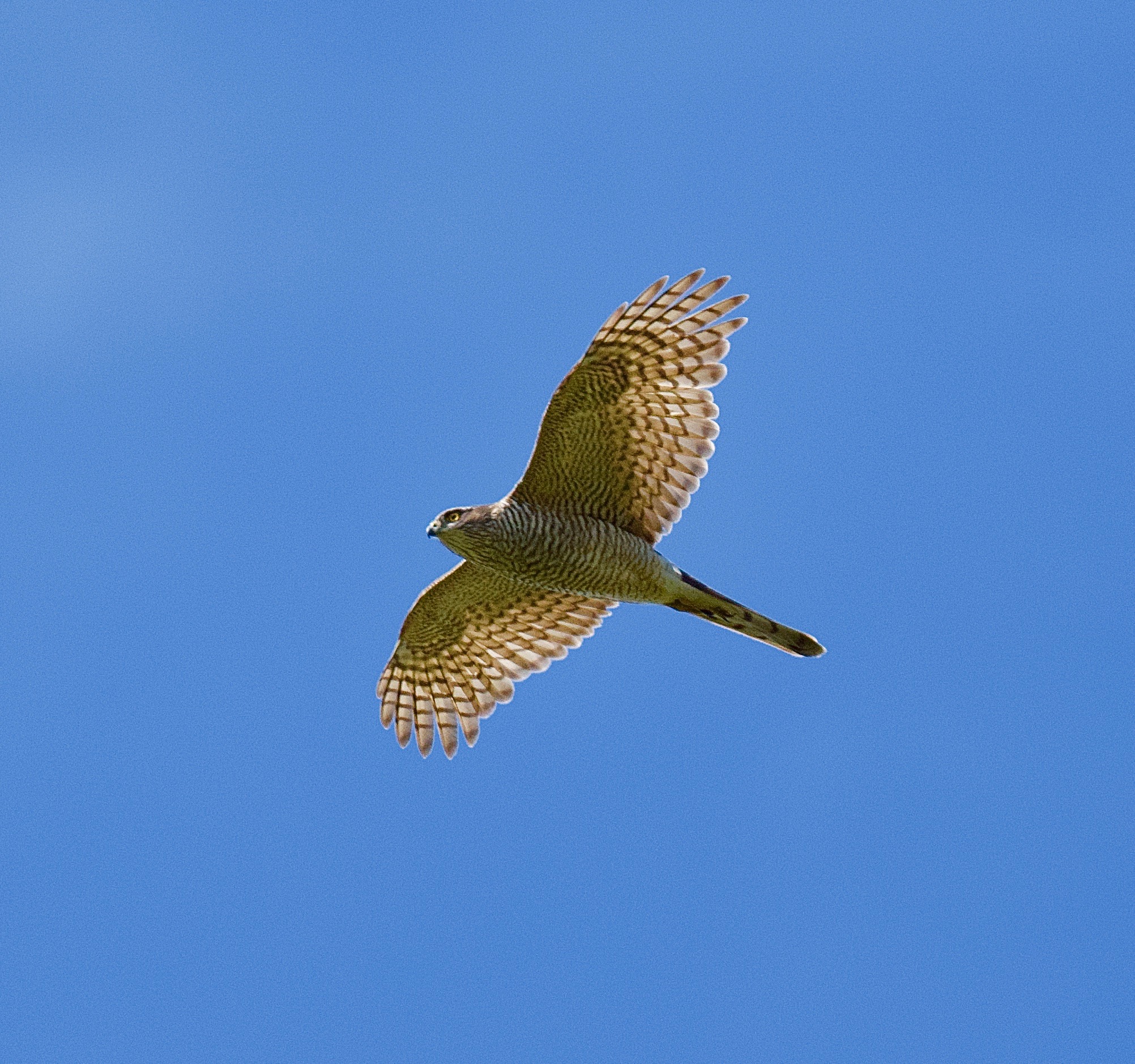 Sparrowhawk - 09-05-2023