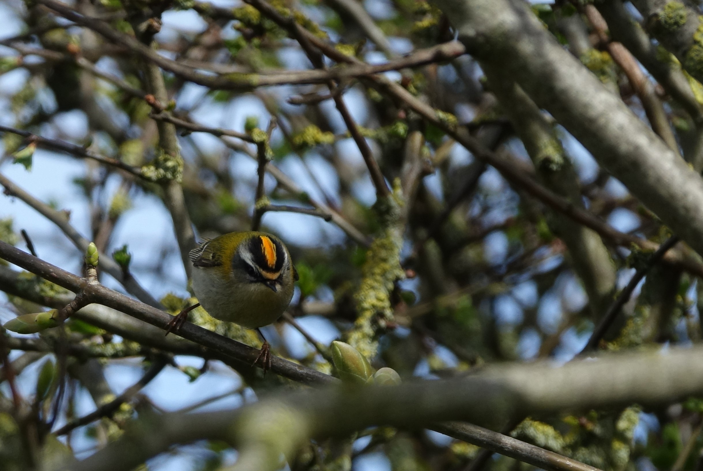 Firecrest - 14-04-2023