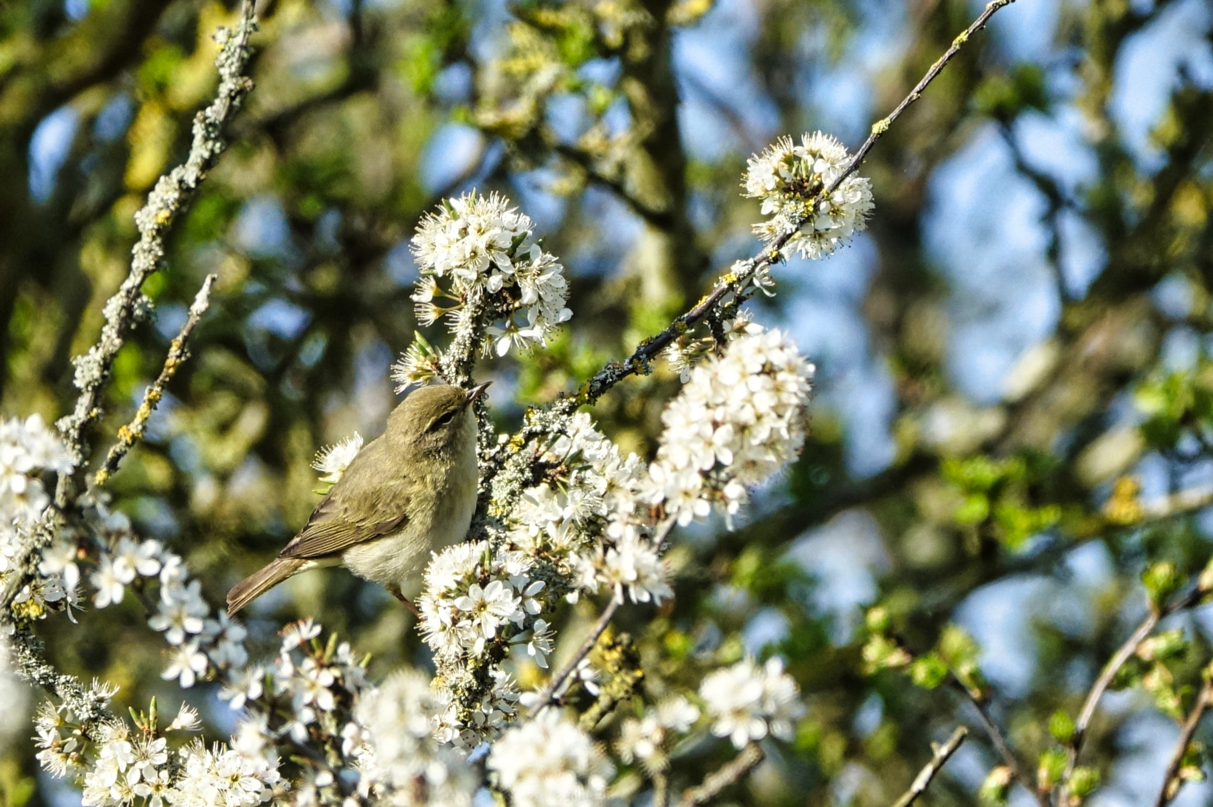 Willow Warbler - 17-04-2023