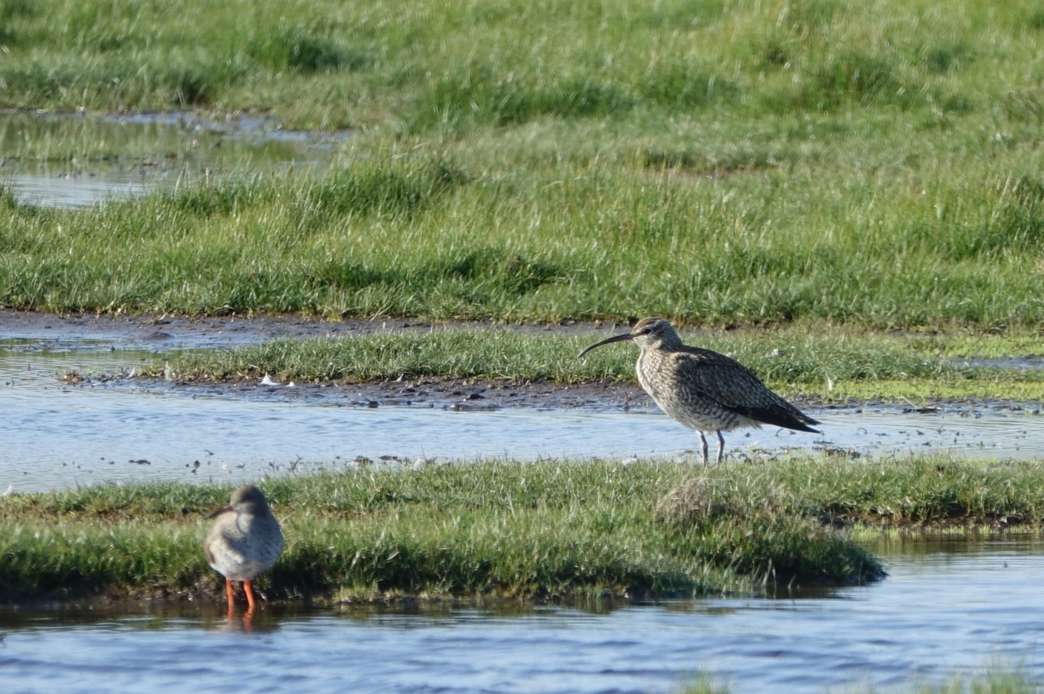 Whimbrel - 17-04-2023