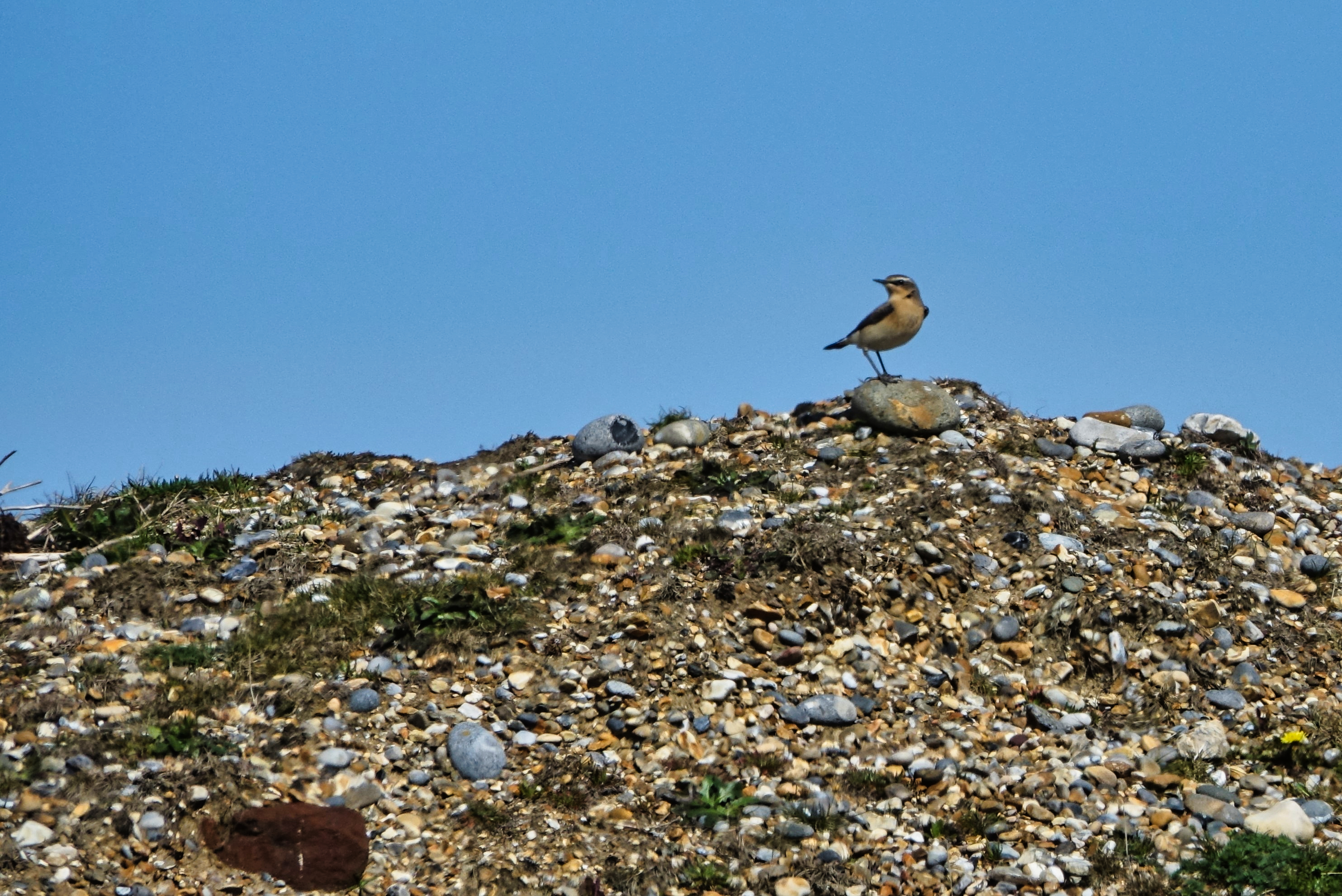 Wheatear - 17-04-2023