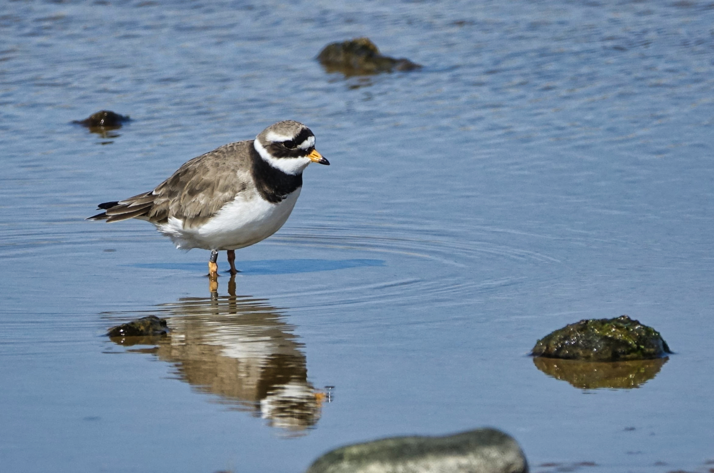 Ringed Plover - 17-04-2023