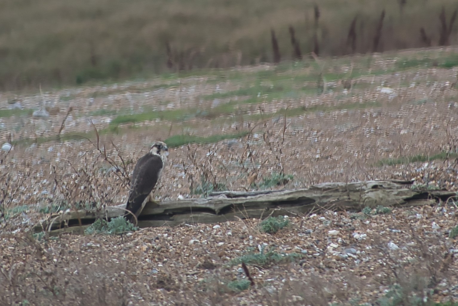 Peregrine - 14-11-2024