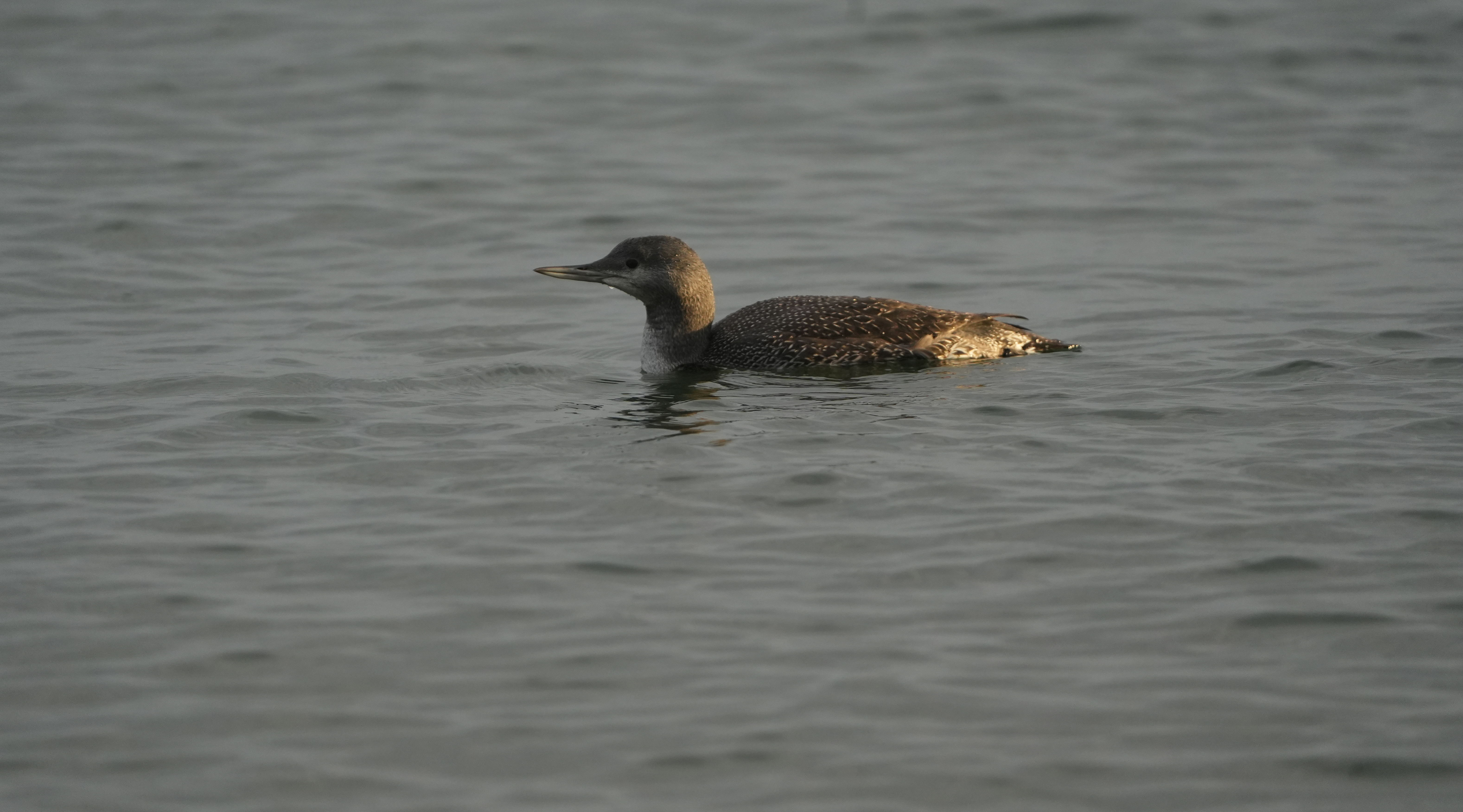 Red-throated Diver - 27-09-2023