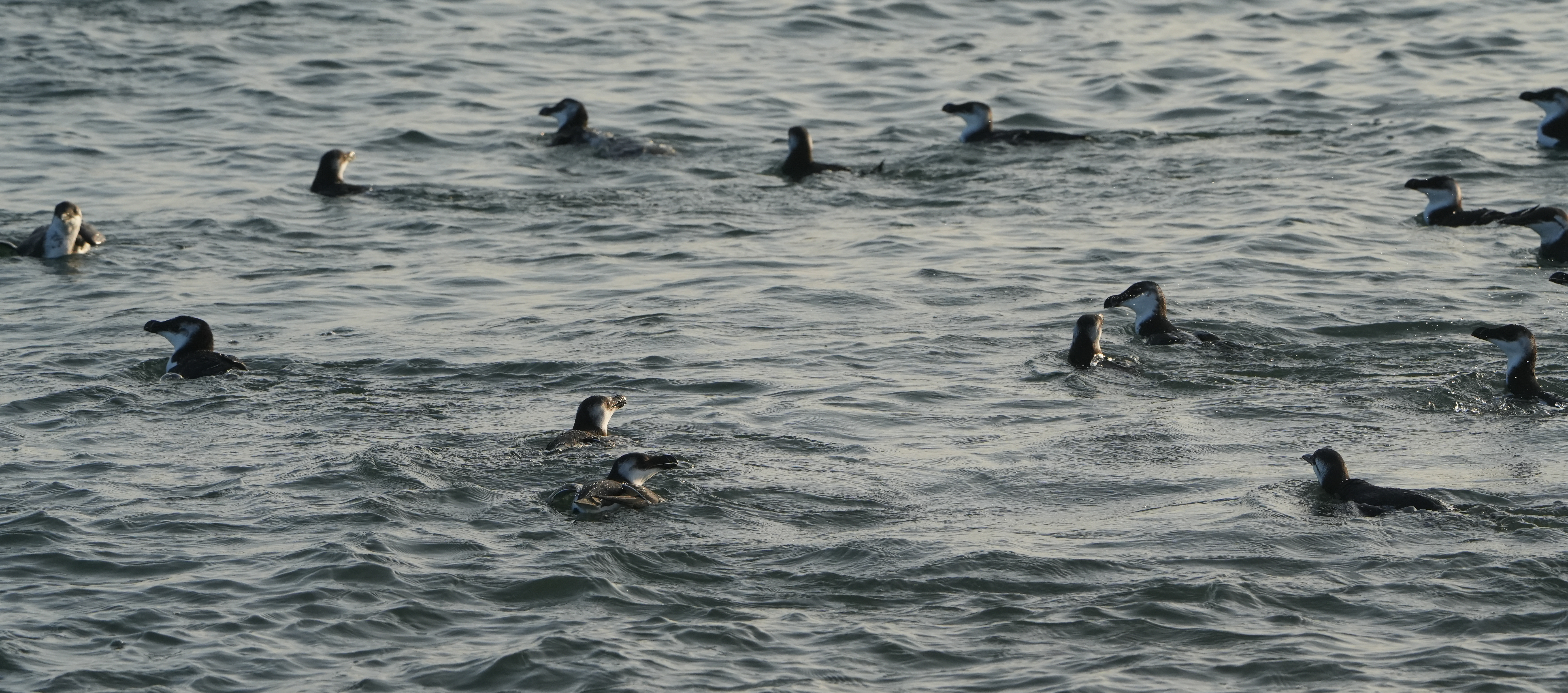 Razorbill - 30-09-2023