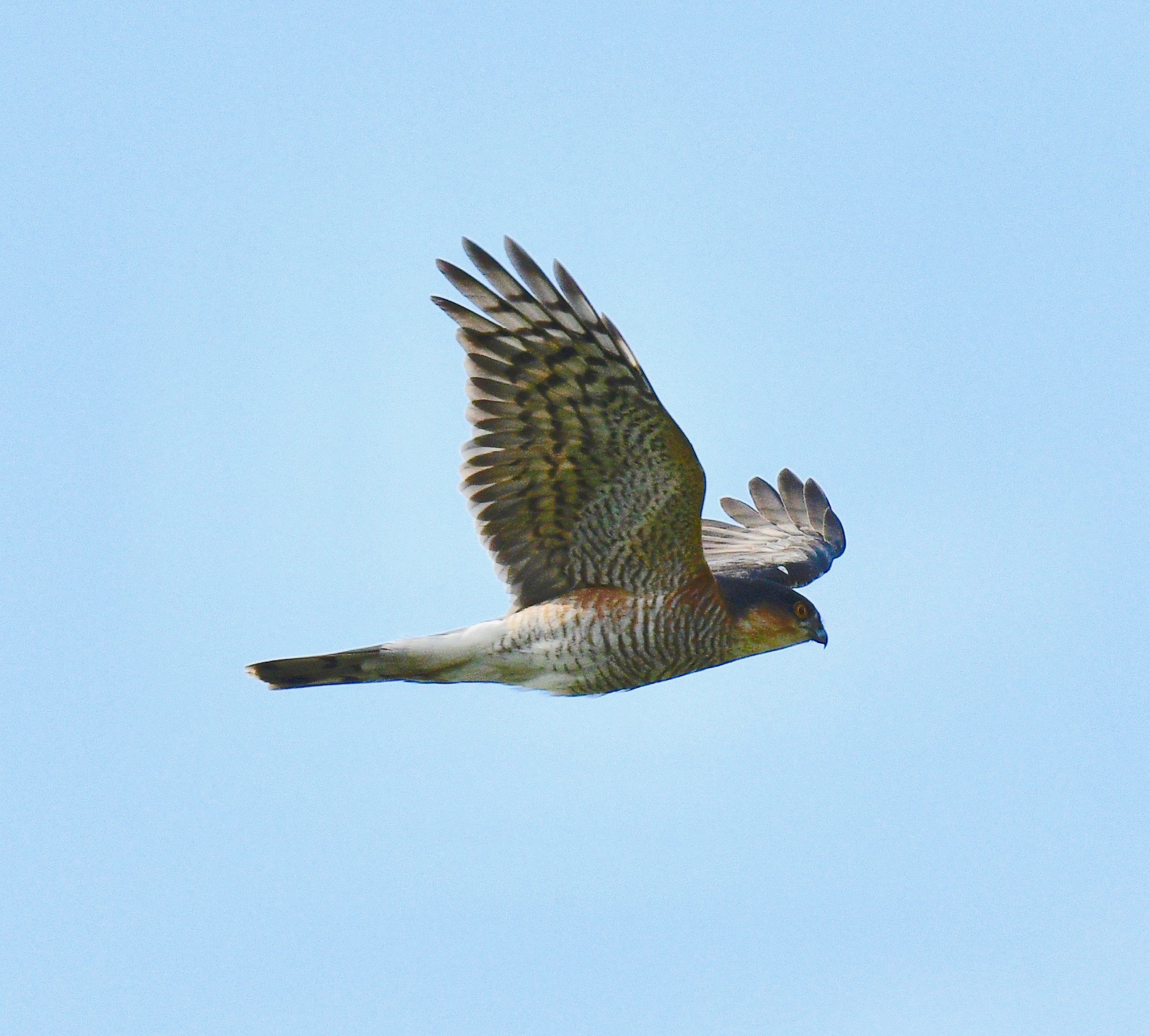 Sparrowhawk - 14-05-2023