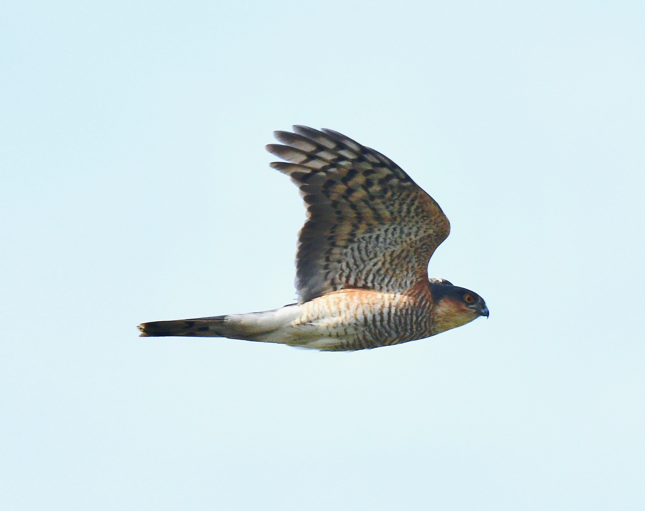 Sparrowhawk - 14-05-2023