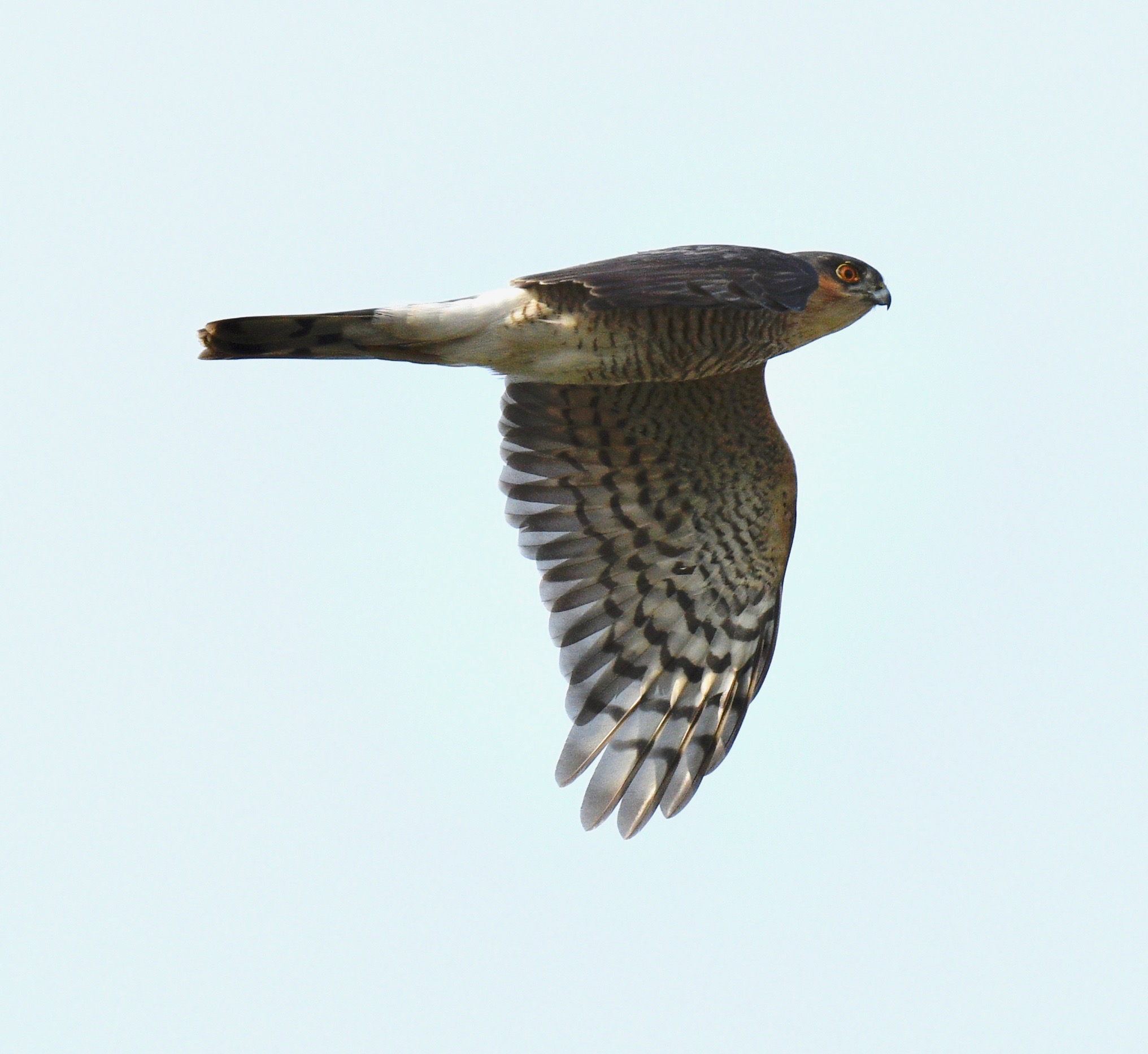 Sparrowhawk - 14-05-2023