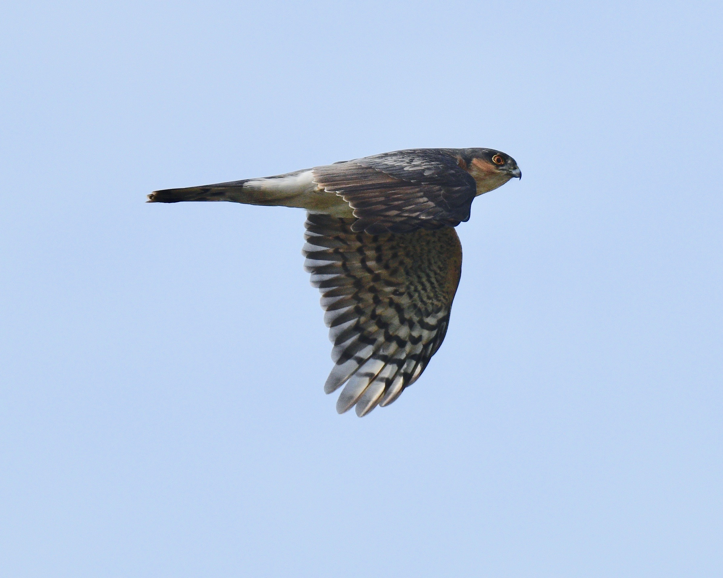 Sparrowhawk - 14-05-2023