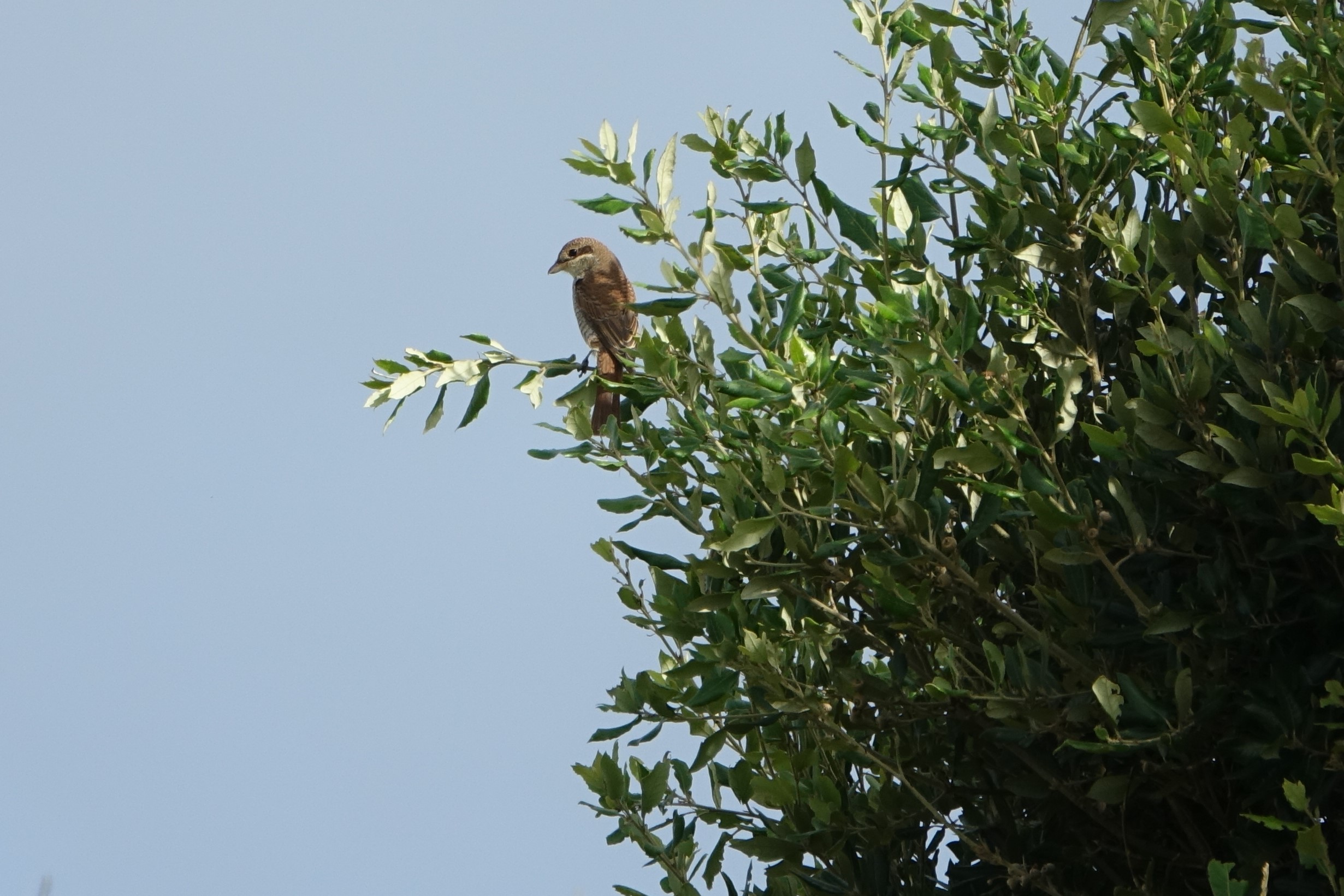 Red-backed Shrike - 24-08-2021