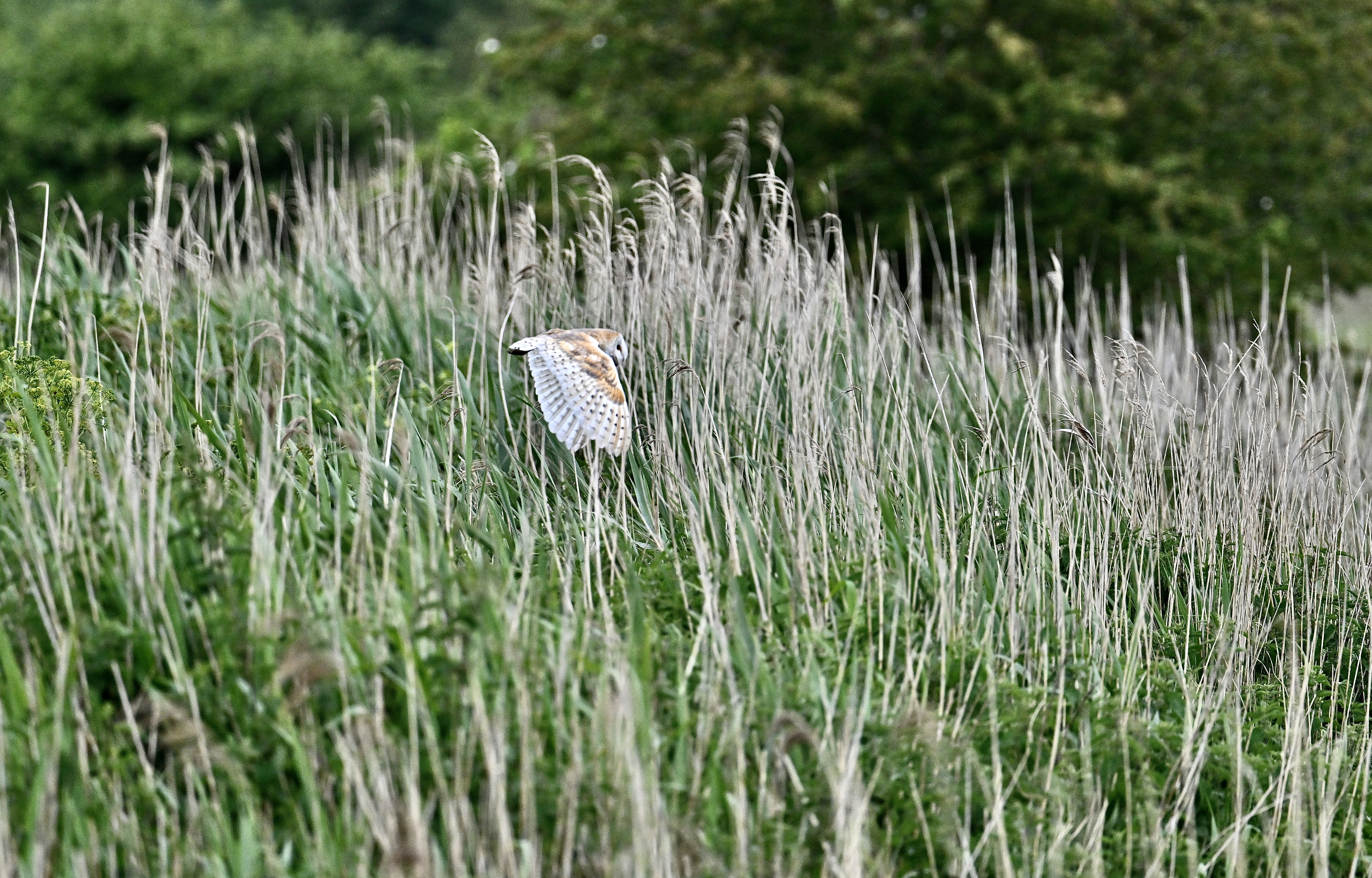 Barn Owl - 03-06-2024