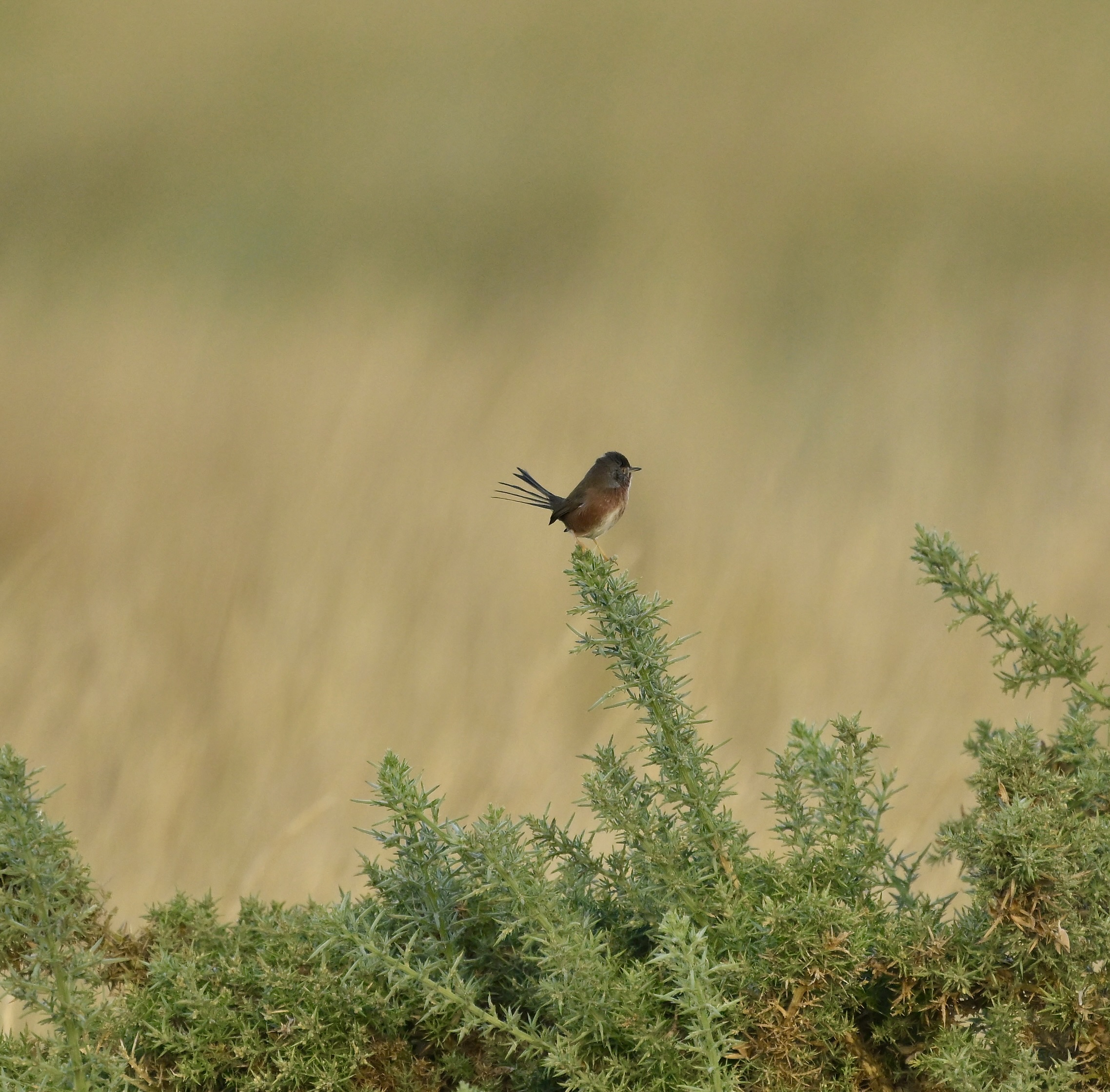 Dartford Warbler - 21-10-2026