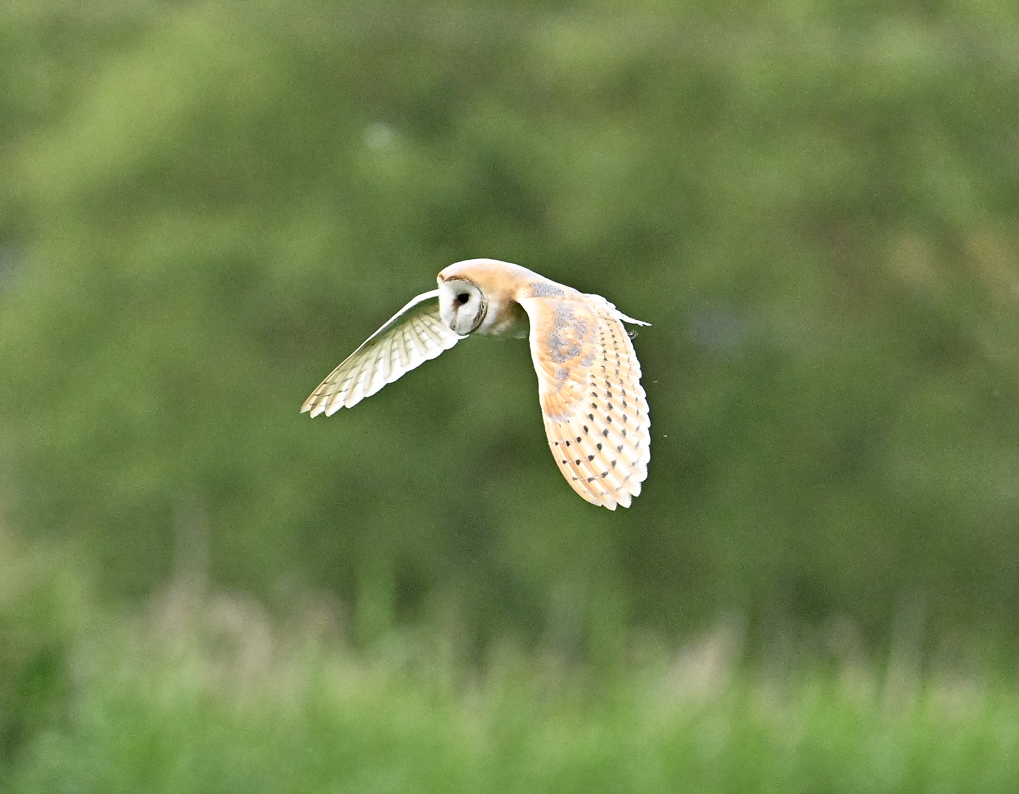 Barn Owl - 03-06-2024