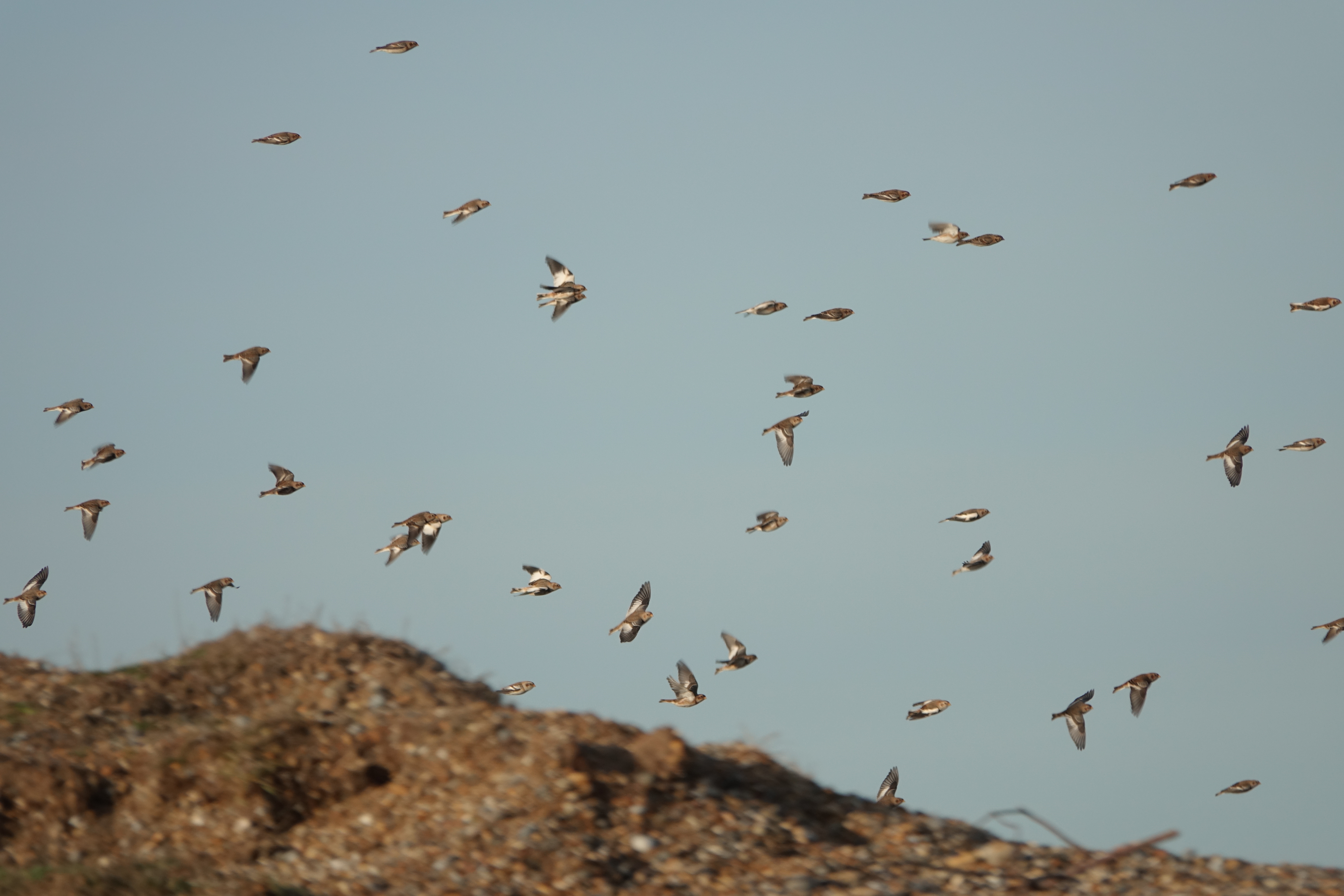 Snow Bunting - 16-12-2022