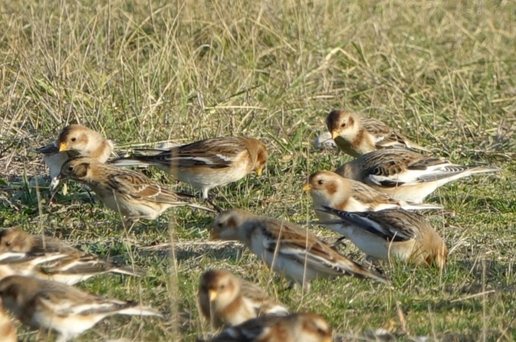 Lapland Bunting - 16-12-2022