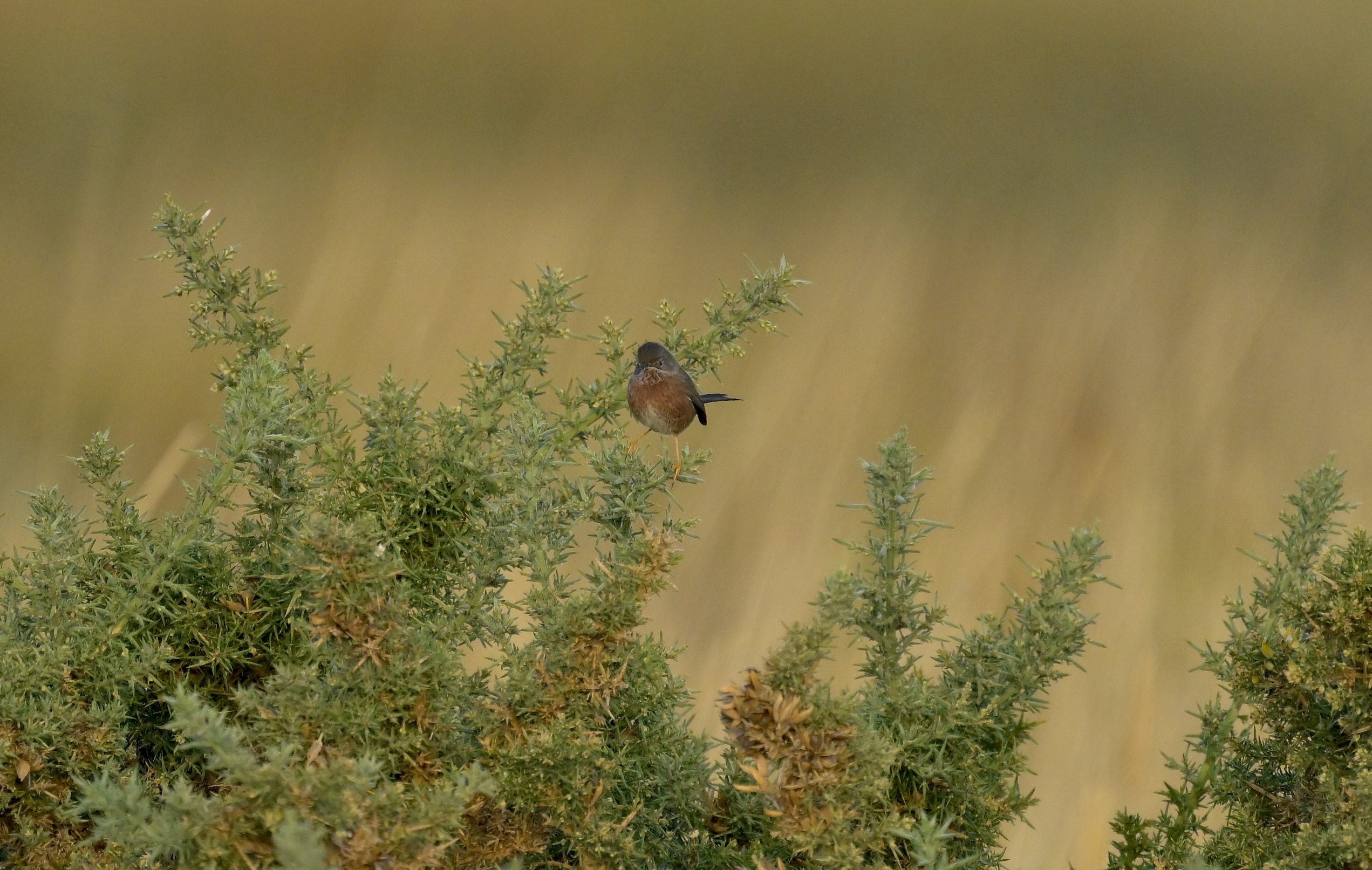 Dartford Warbler - 21-10-2026