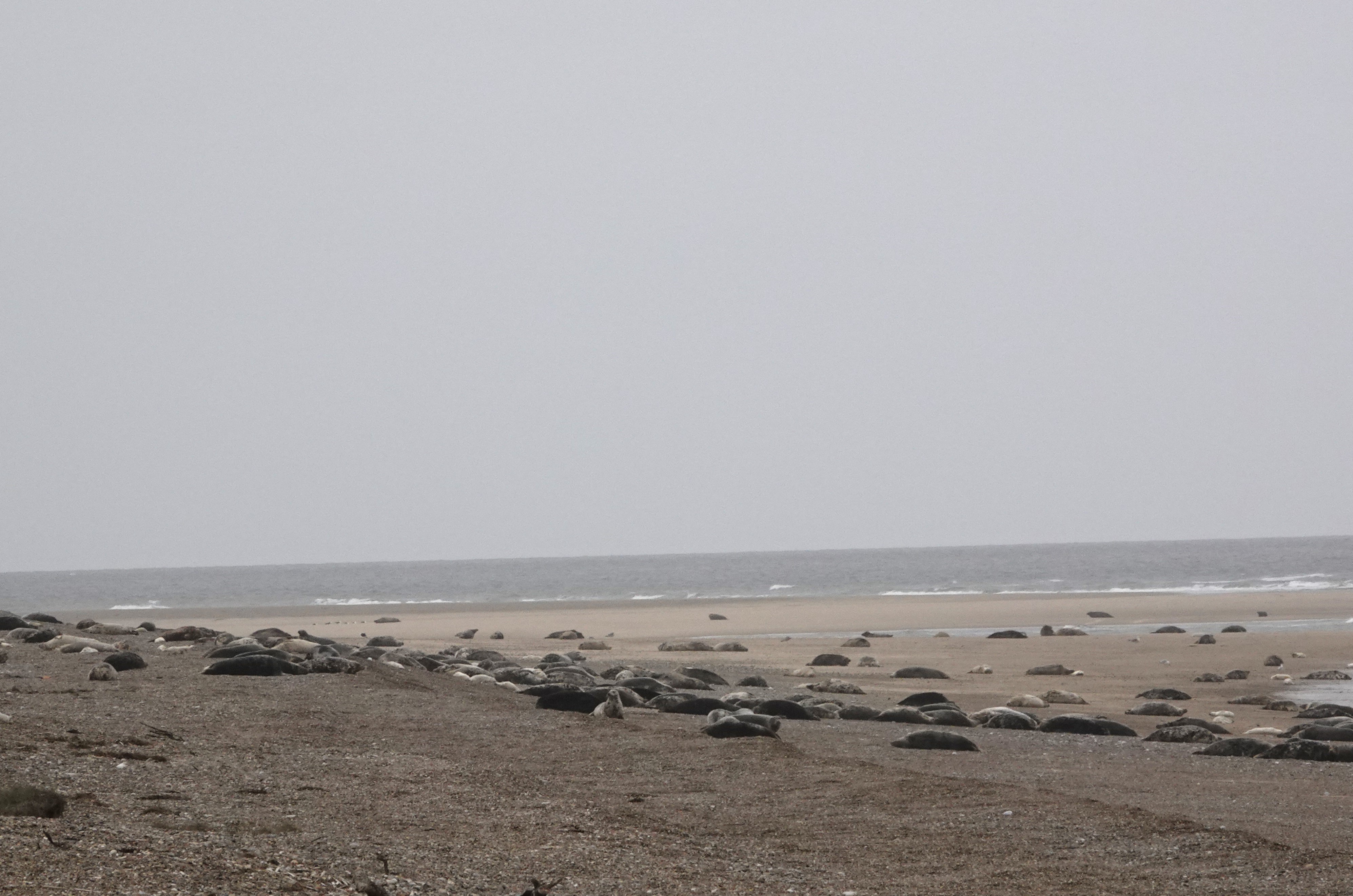 Grey Seal - 14-11-2024